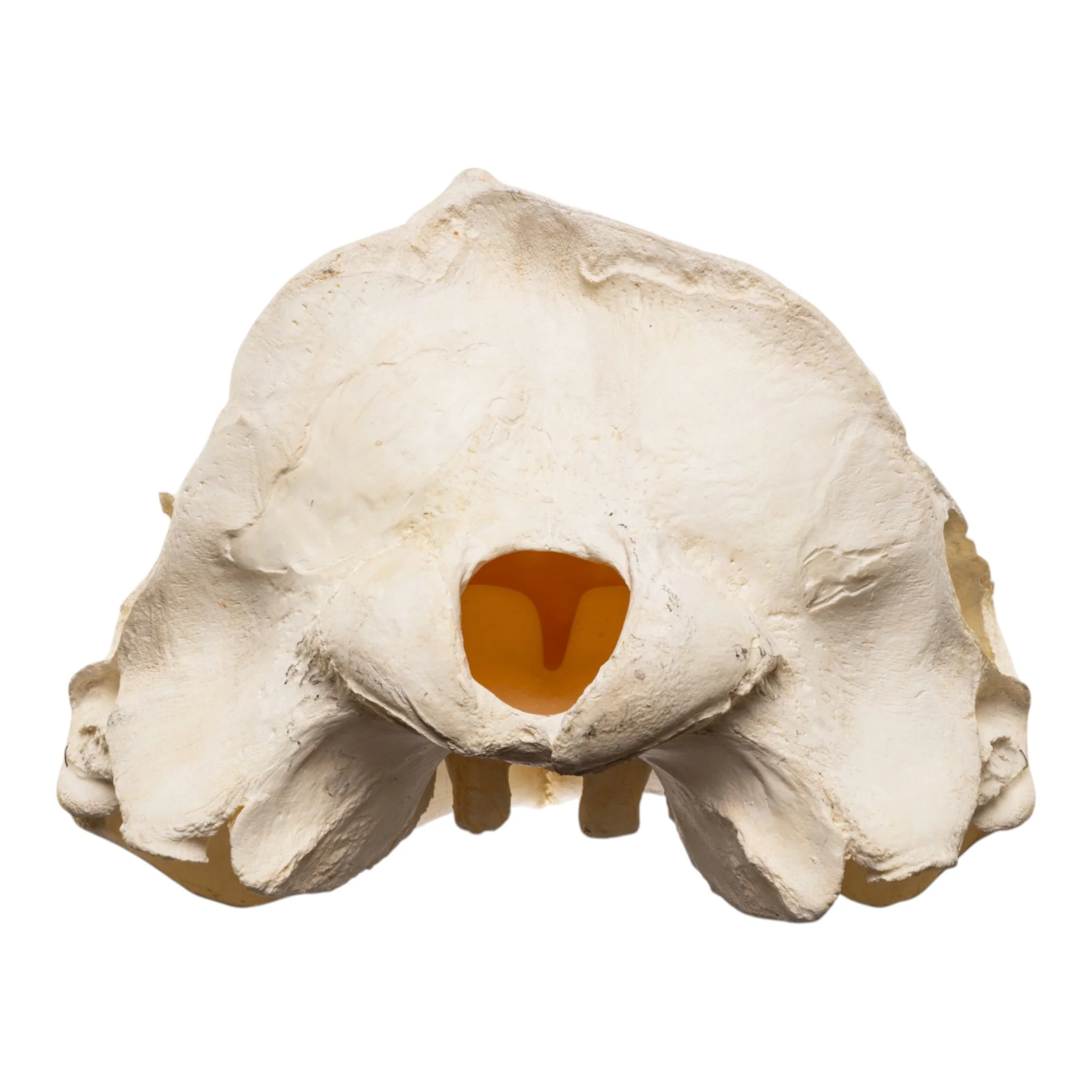 Replica Narwhal Skull (Tusk Included) with Stand - Image 6