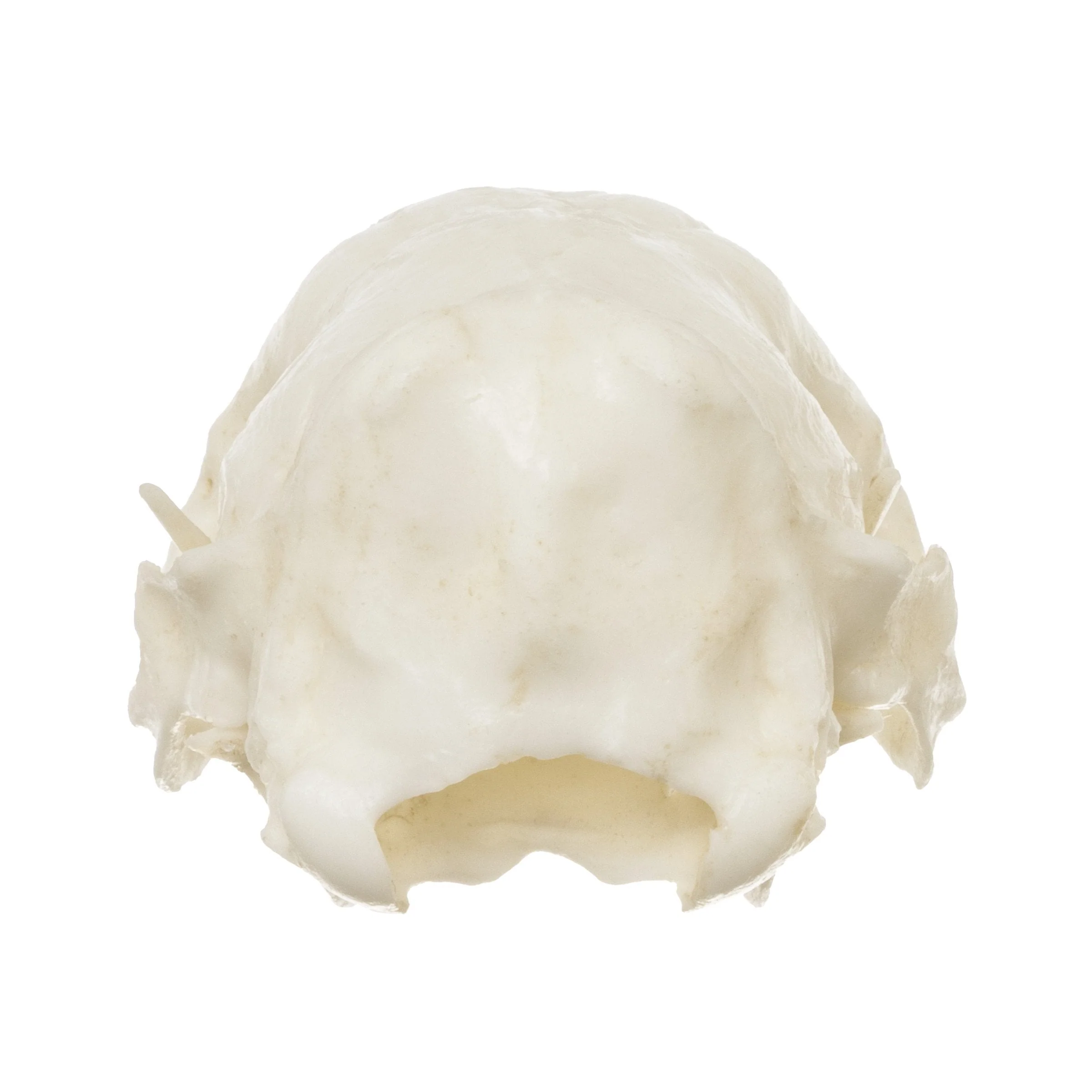Replica Nine-banded Armadillo Skull - Image 10