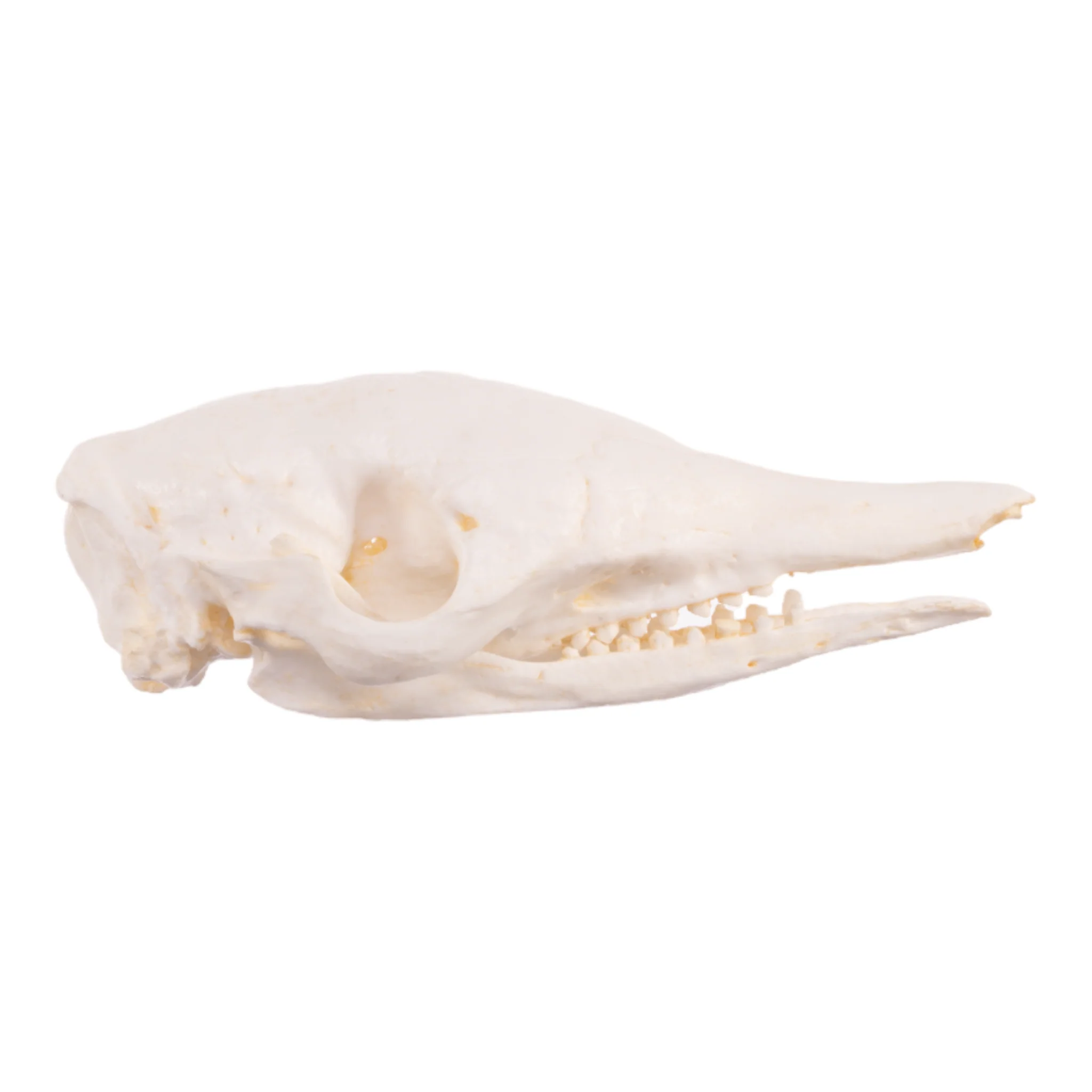 Replica Nine-banded Armadillo Skull - Image 2