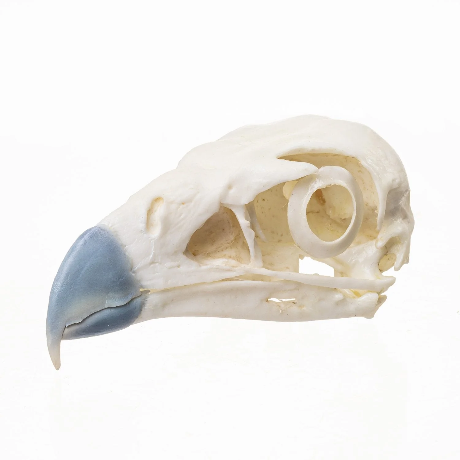 Replica Northern Crested Caracara Skull