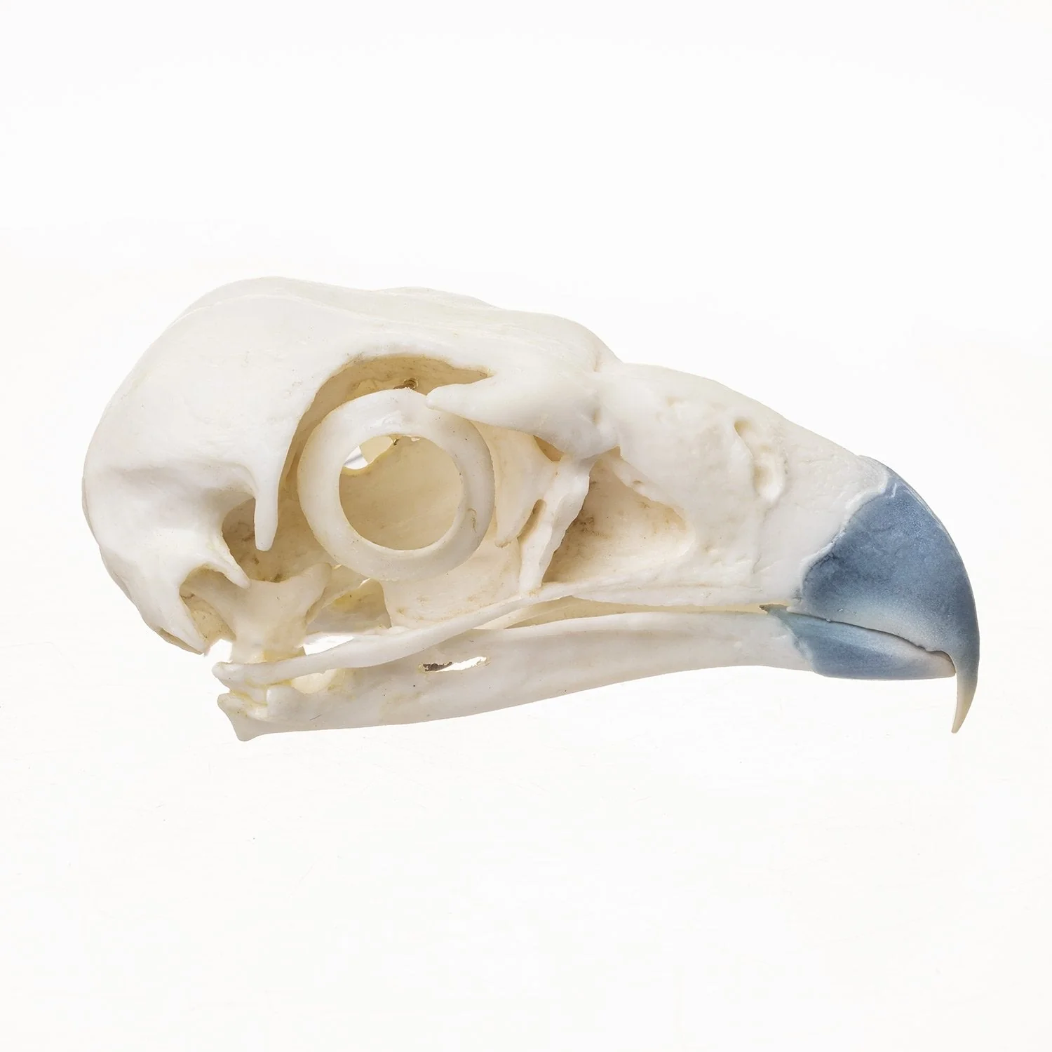 Replica Northern Crested Caracara Skull - Image 2