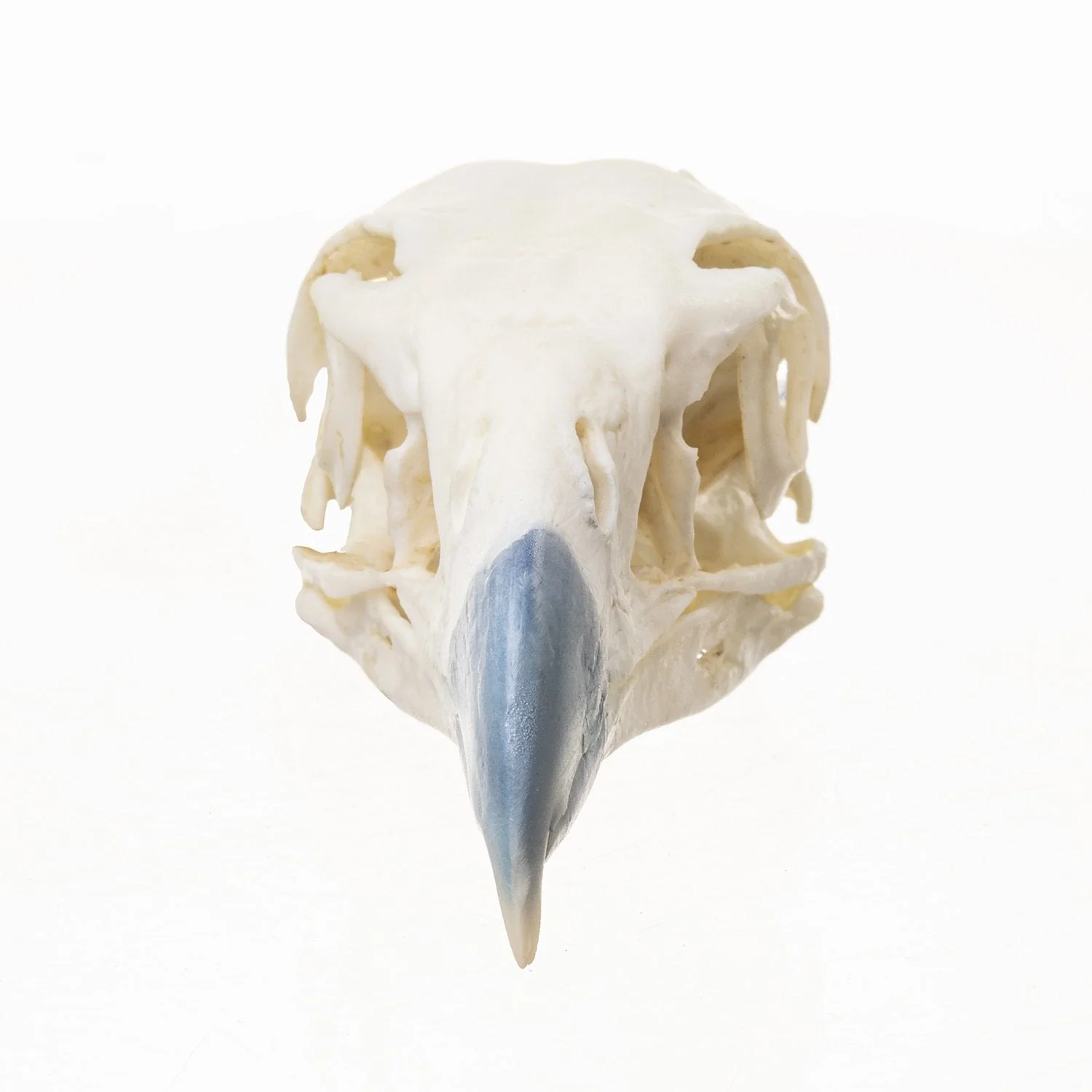 Replica Northern Crested Caracara Skull - Image 3