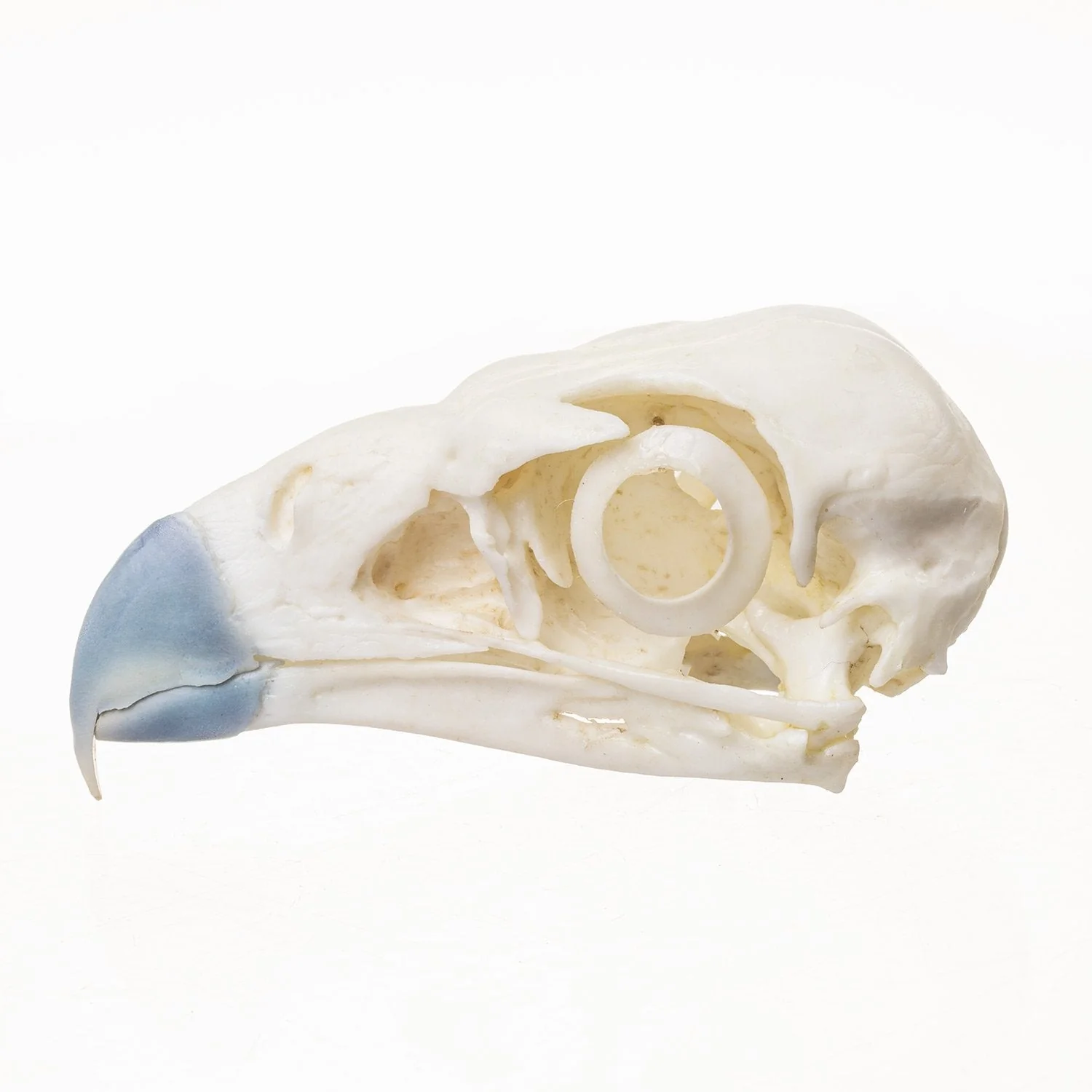 Replica Northern Crested Caracara Skull - Image 4