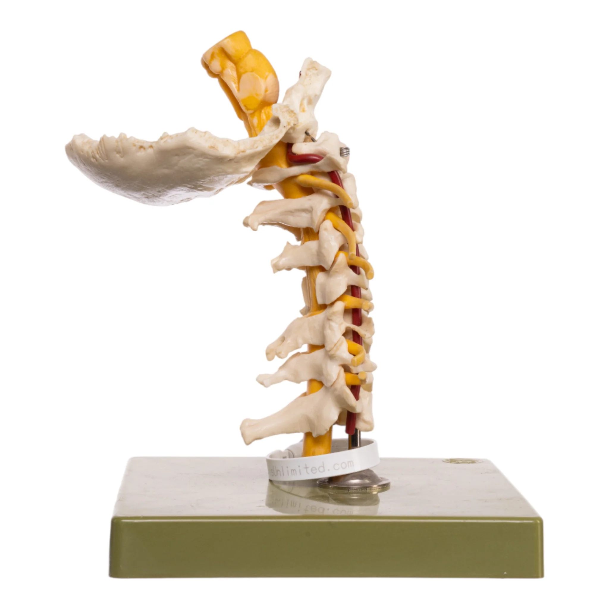 Replica Human Occipital and Neck Model - Image 2