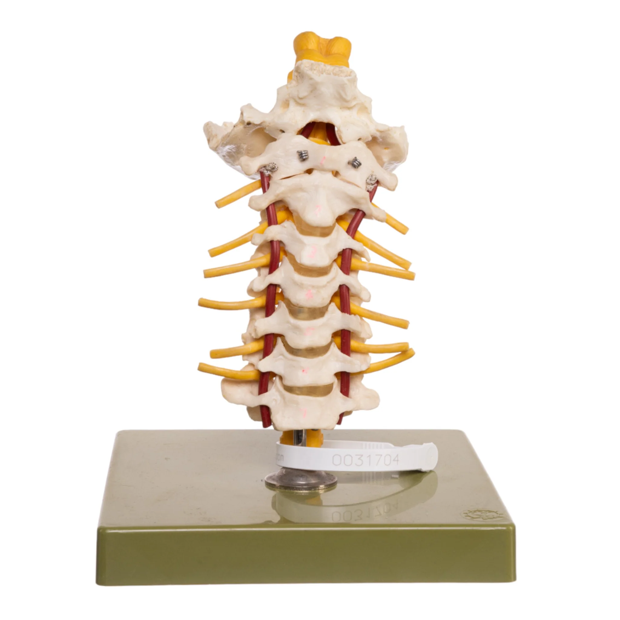 Replica Human Occipital and Neck Model - Image 3