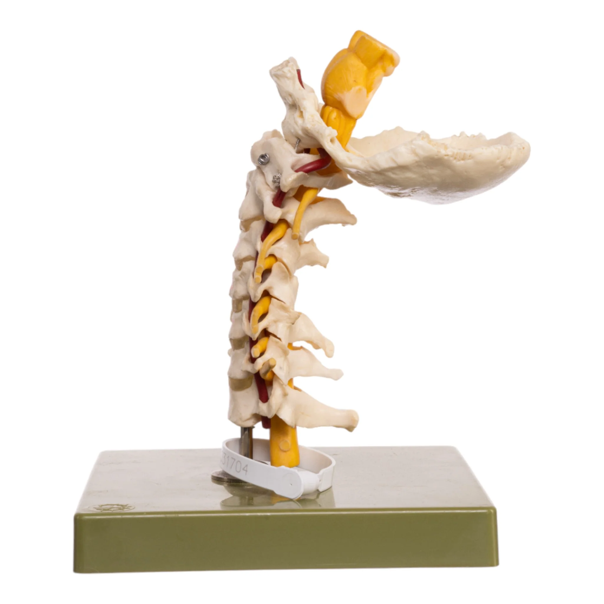 Replica Human Occipital and Neck Model - Image 4