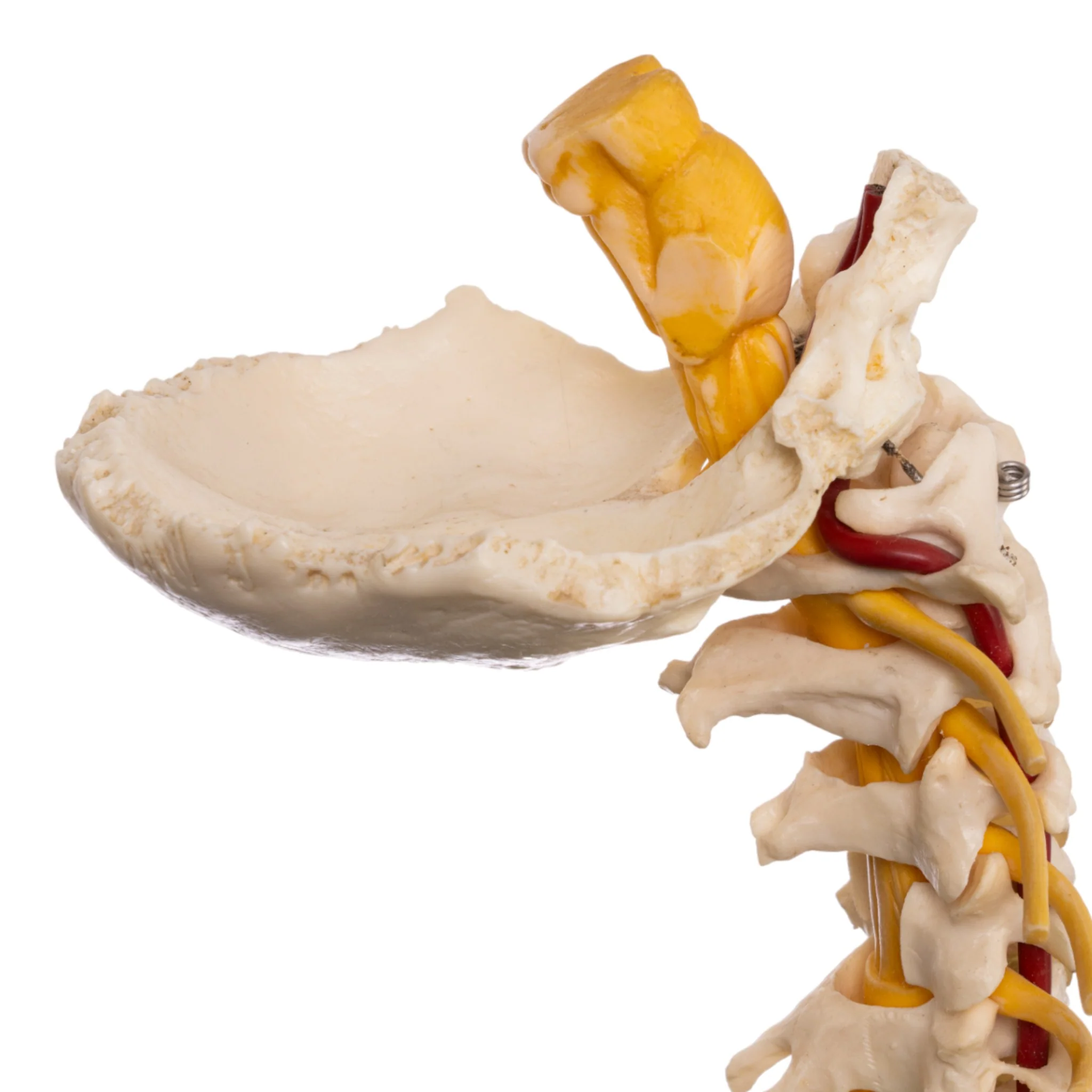 Replica Human Occipital and Neck Model - Image 6