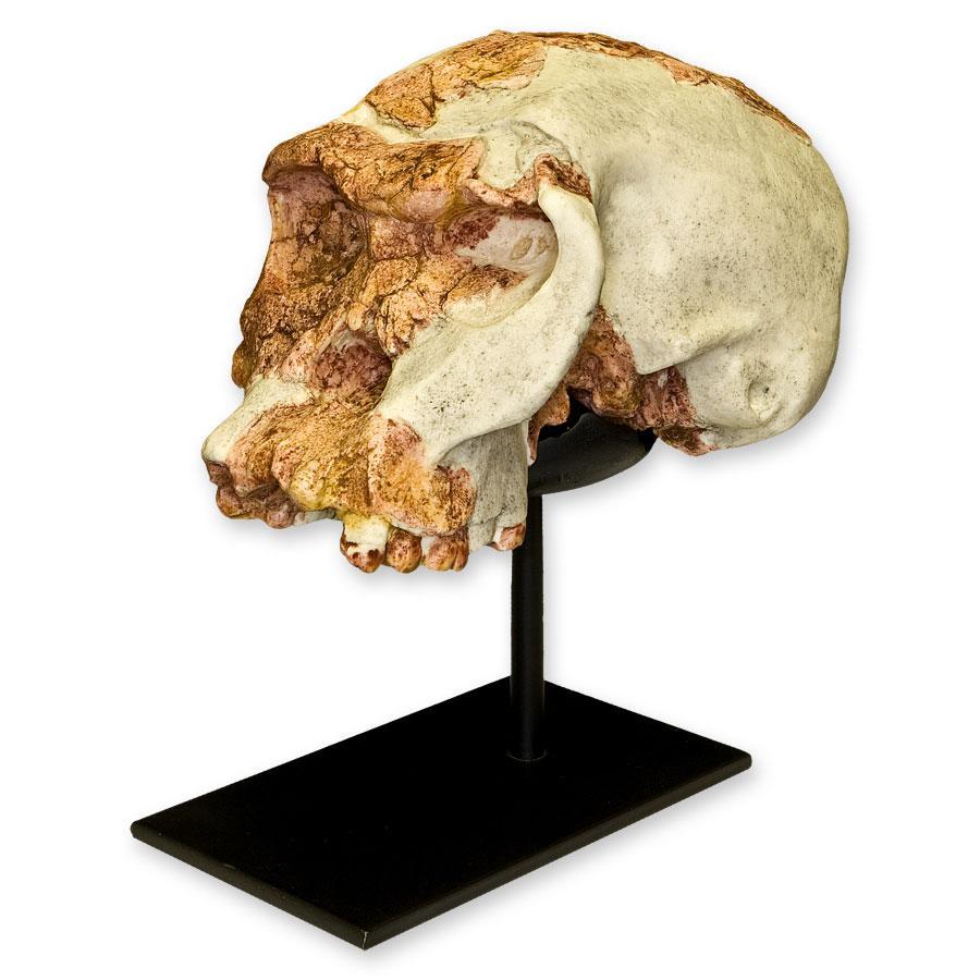 Replica OH 24 Skull - Image 2