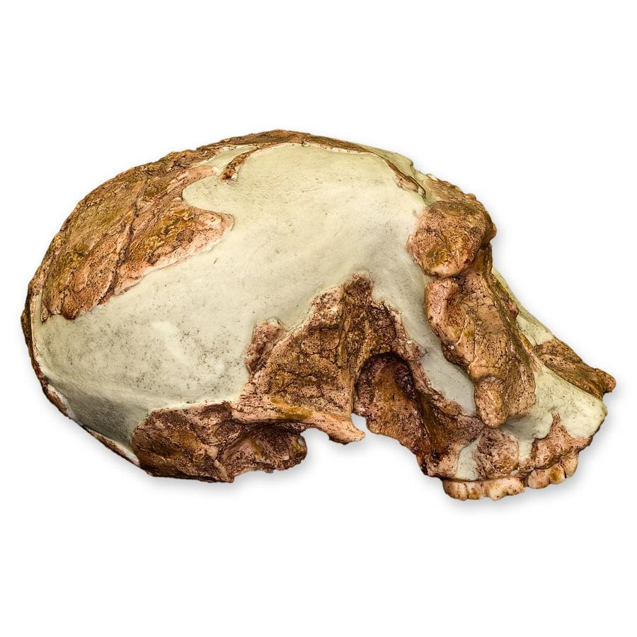 Replica OH 24 Skull - Image 3