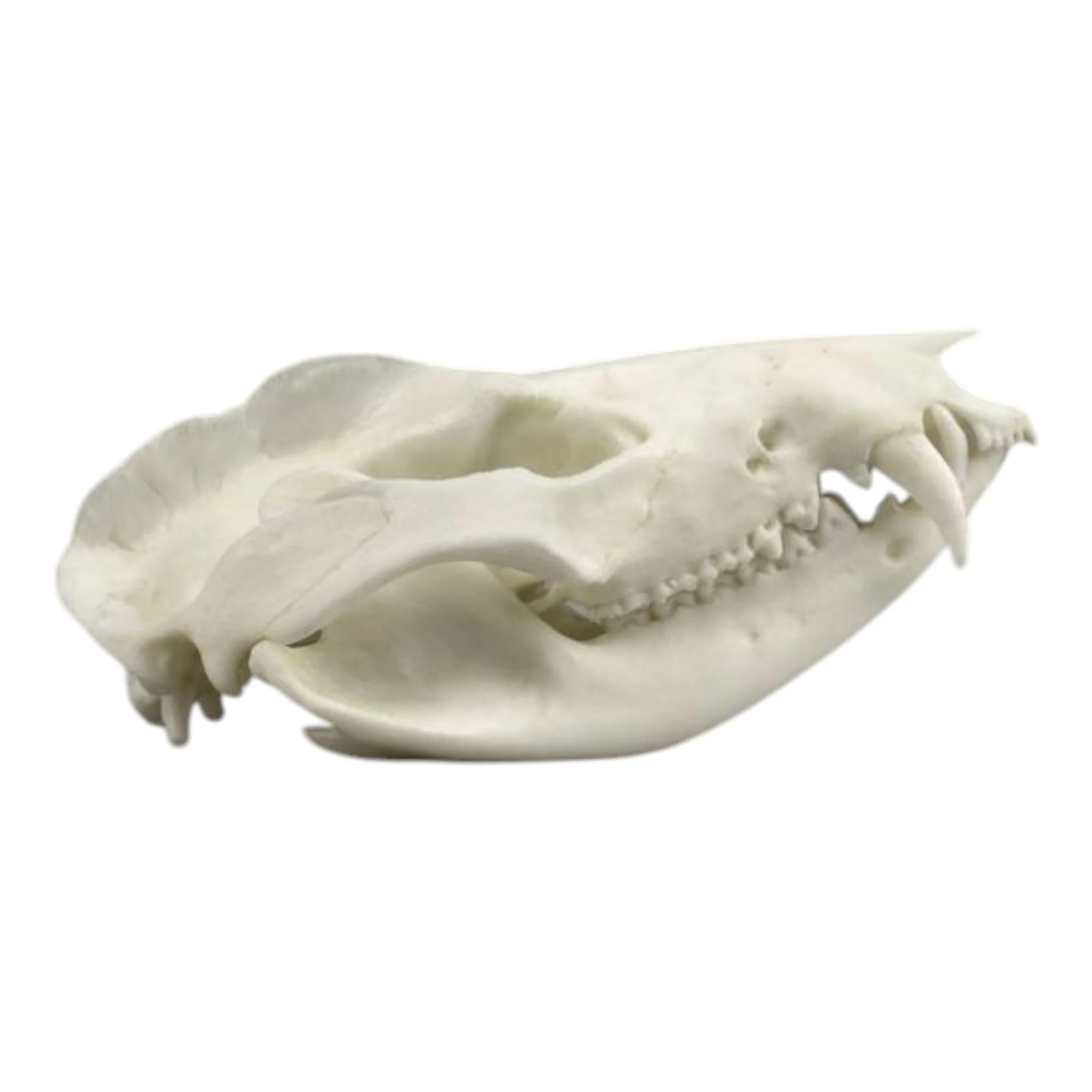 Replica American Opossum Skull - Economy - Image 2