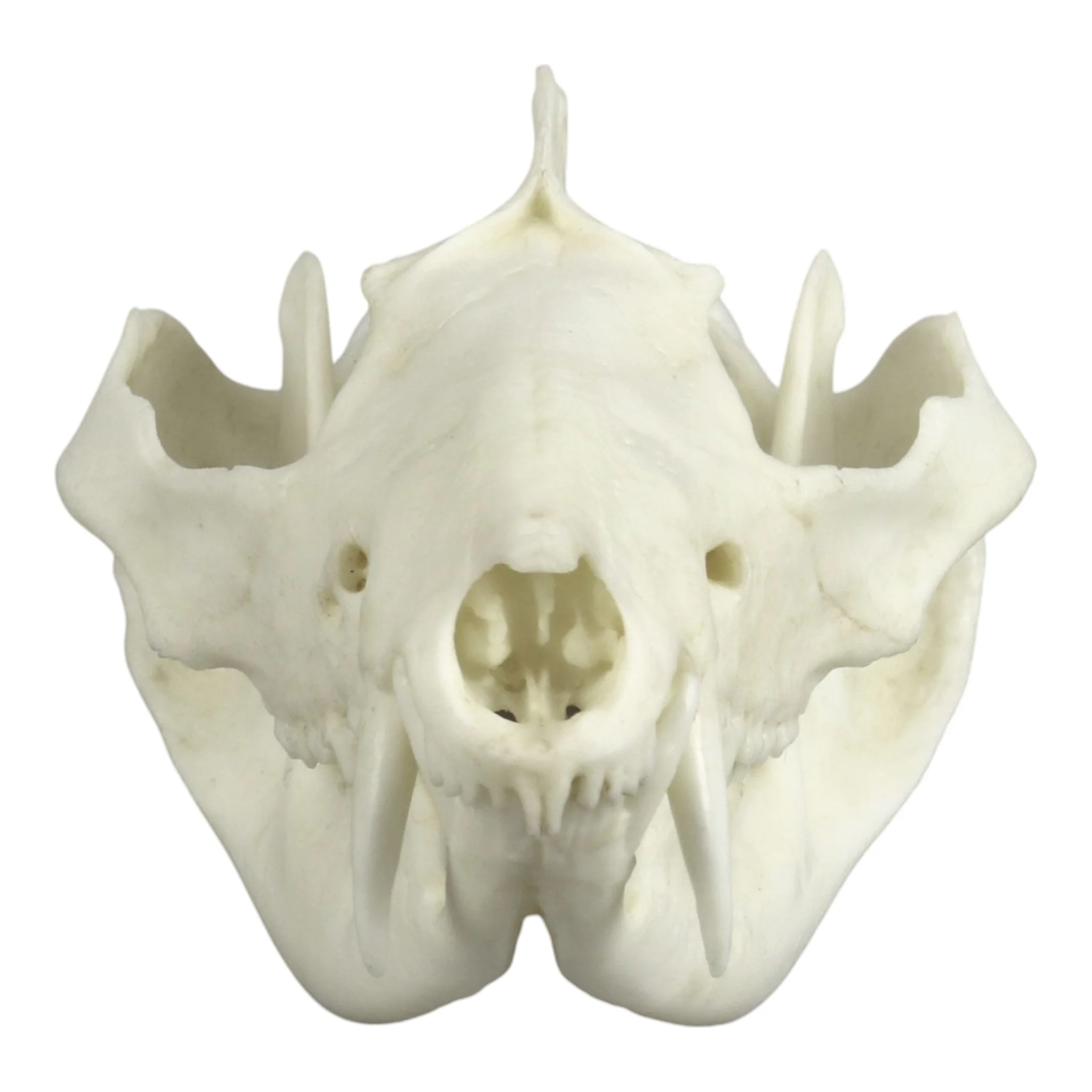 Replica American Opossum Skull - Economy - Image 3