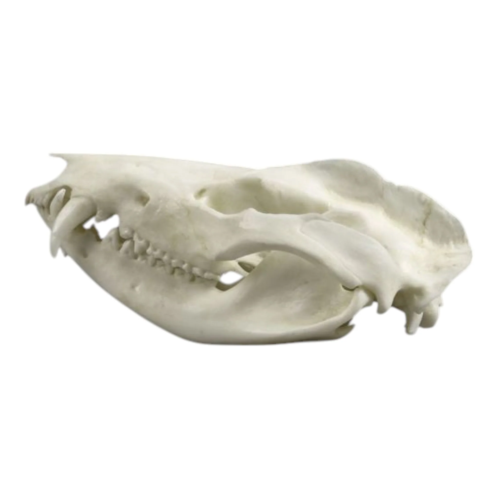 Replica American Opossum Skull - Economy - Image 4