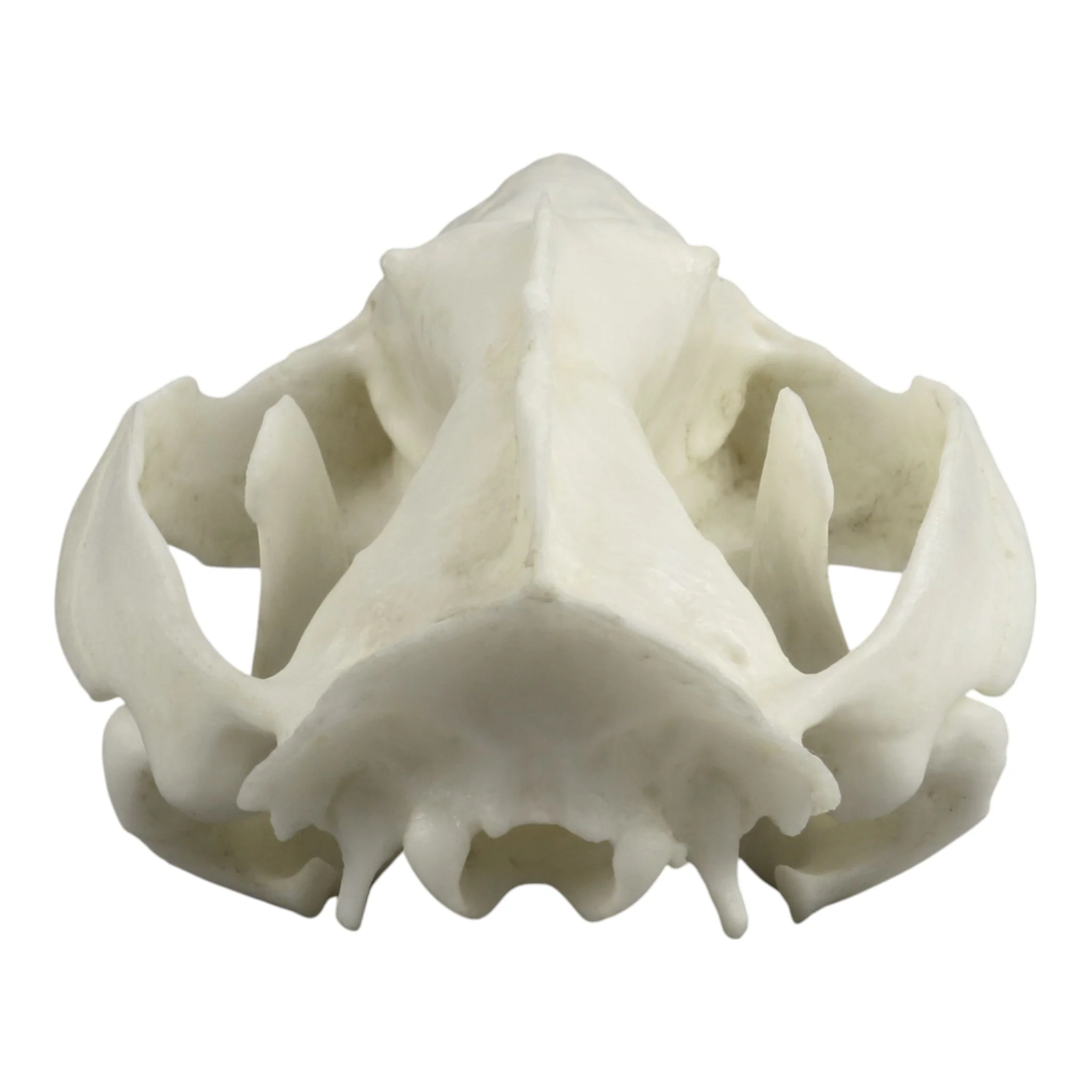 Replica American Opossum Skull - Economy - Image 5