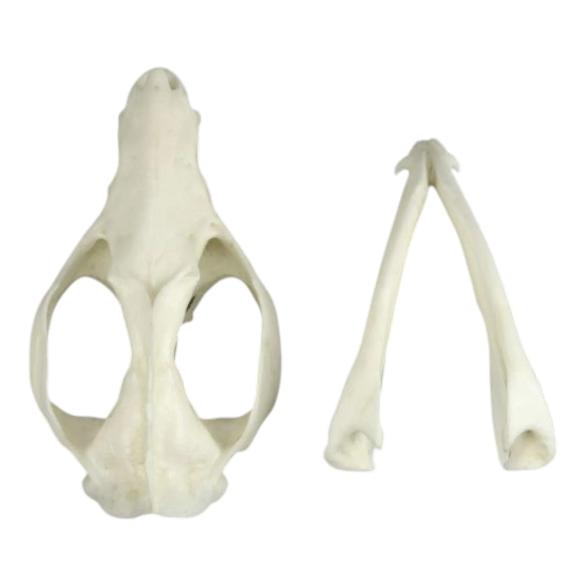 Replica American Opossum Skull - Economy - Image 6