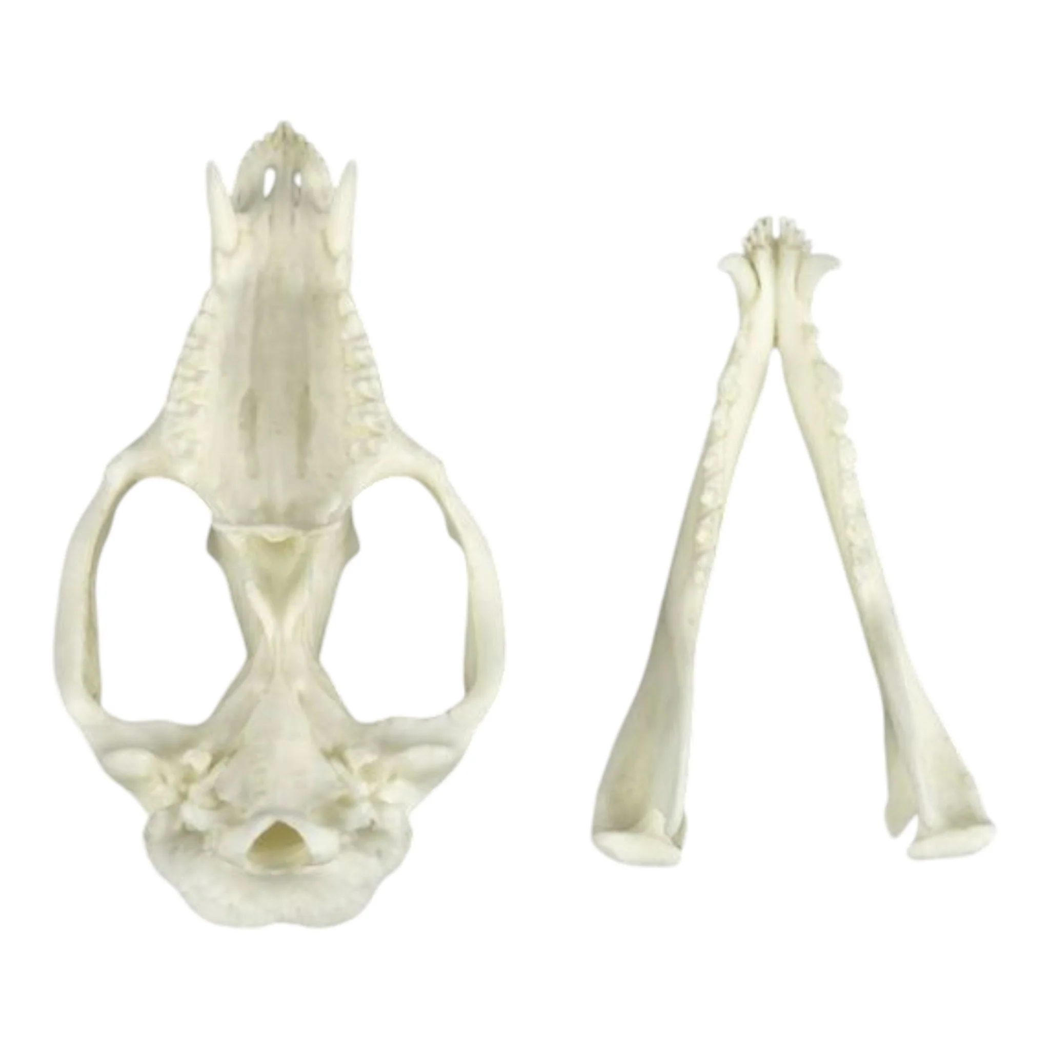 Replica American Opossum Skull - Economy - Image 7