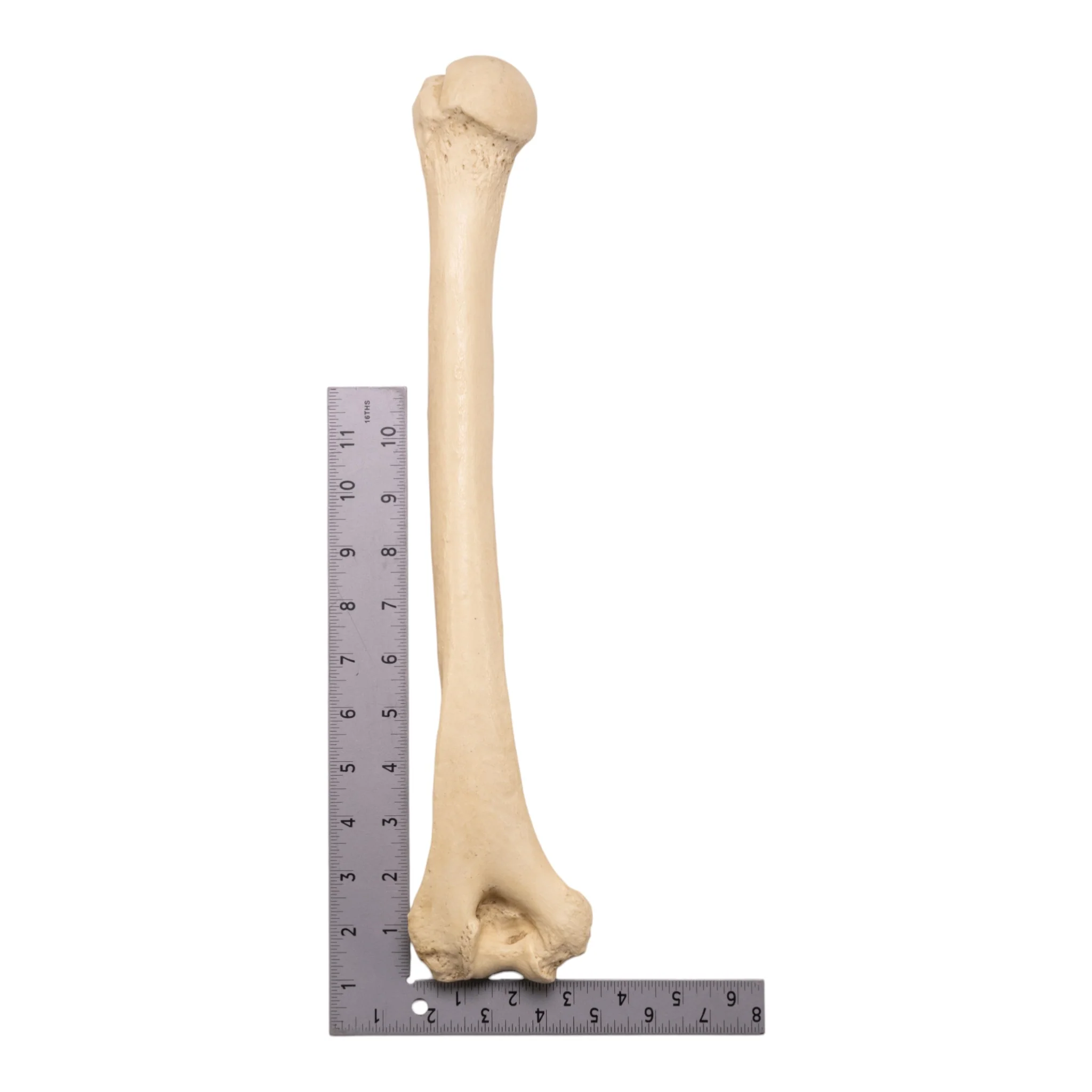 Replica Sumatran Orangutan Humerus - Image 3