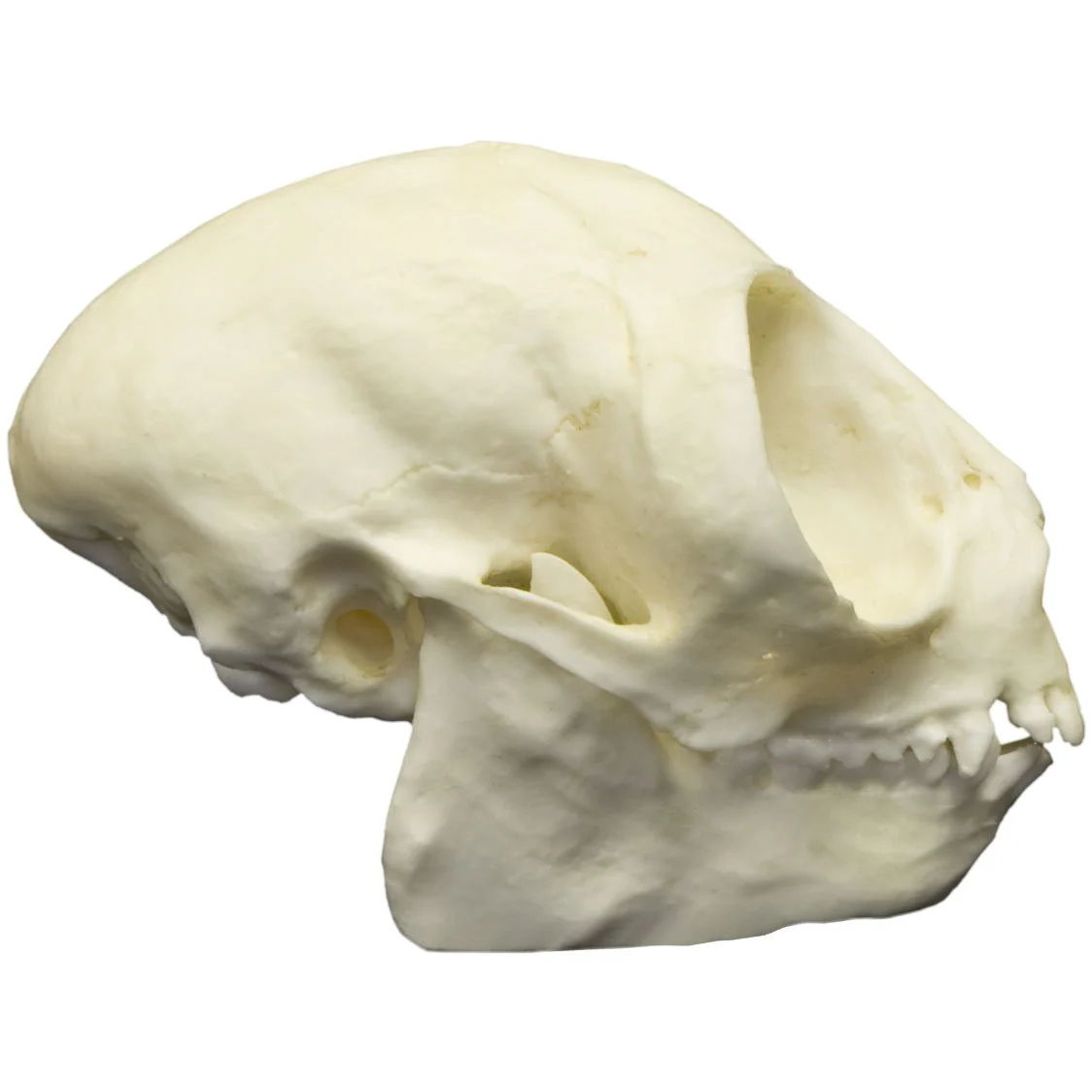 Replica Owl Monkey Skull - Image 2