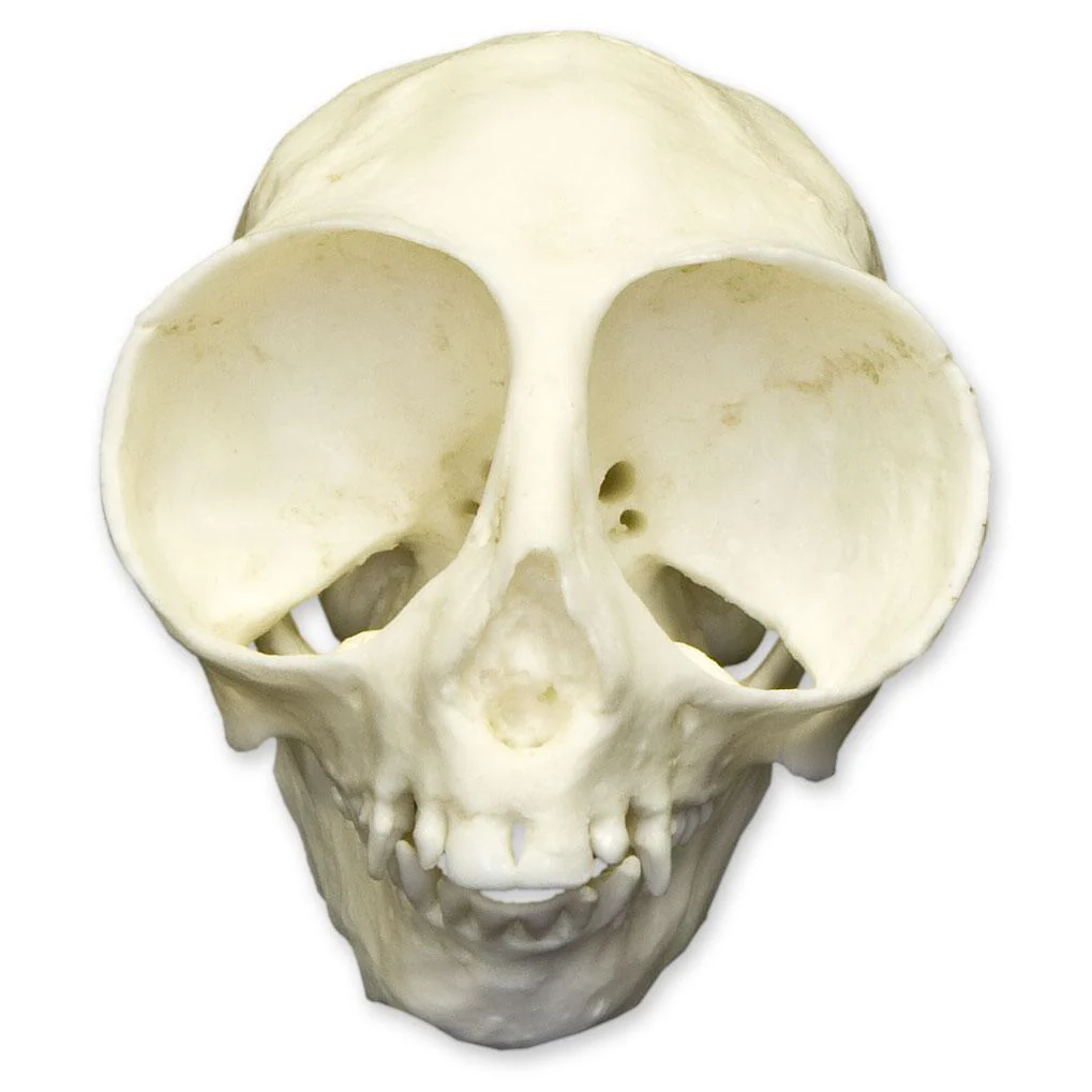 Replica Owl Monkey Skull - Image 3