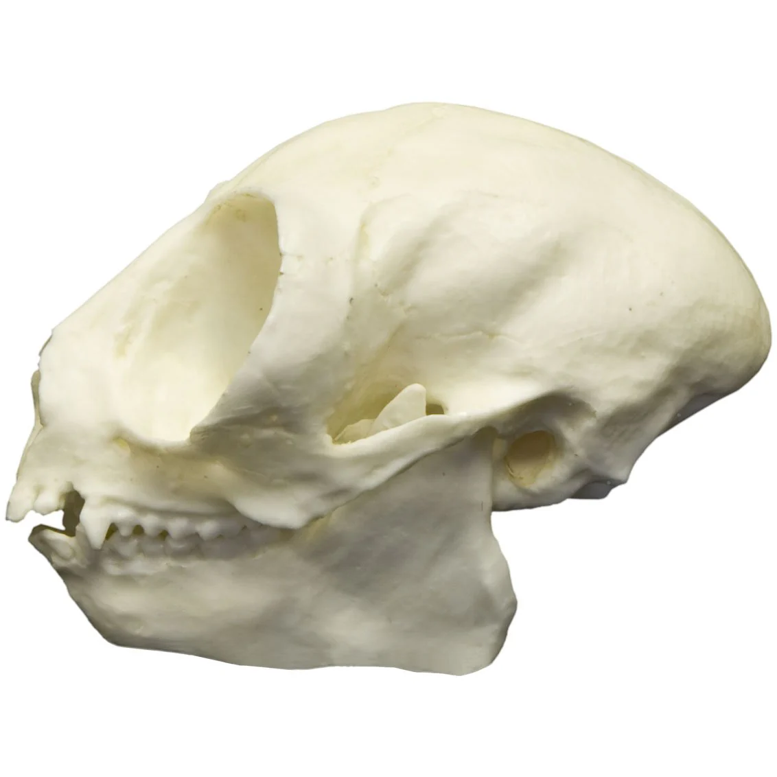 Replica Owl Monkey Skull - Image 4