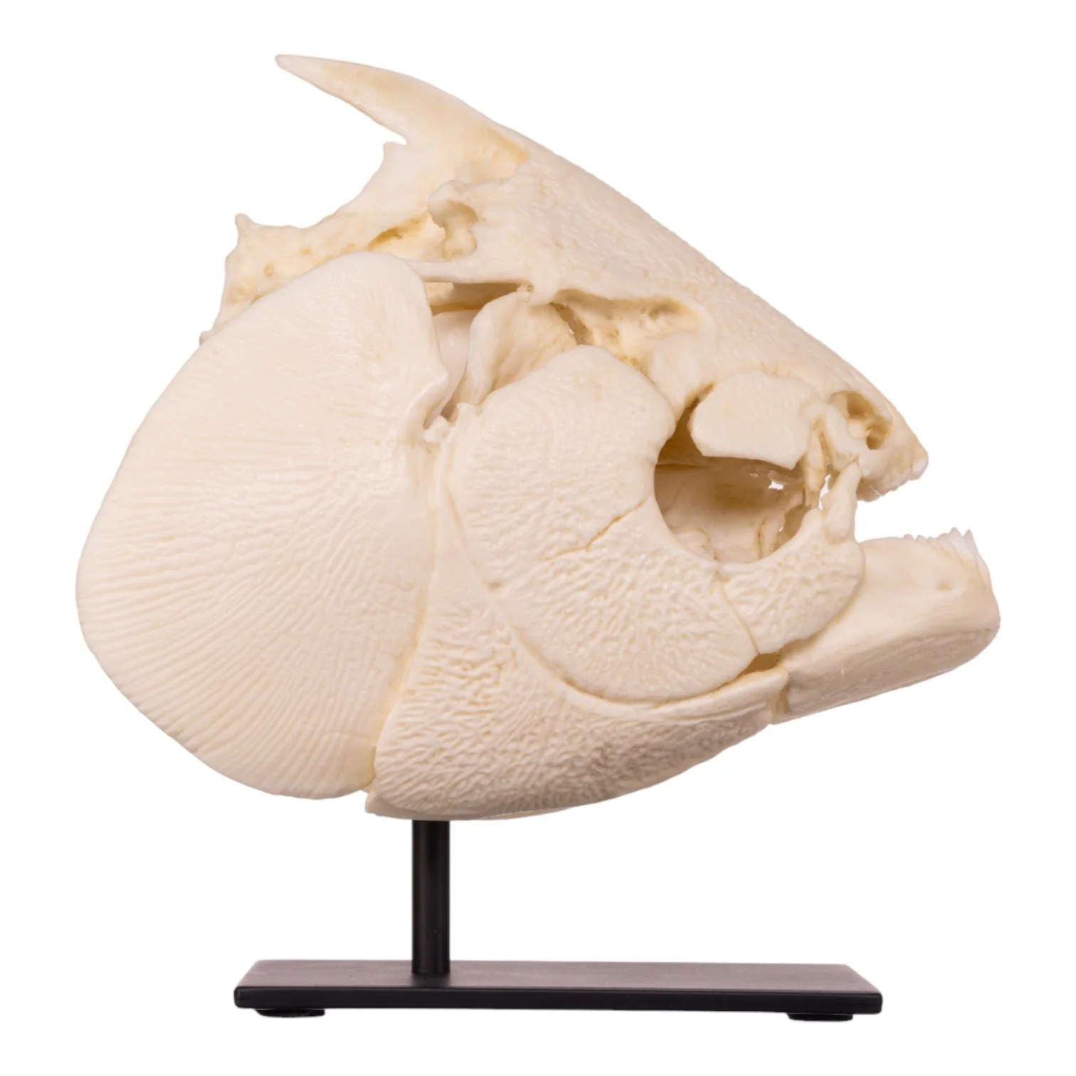 Replica Pacu Skull on Stand - Image 2