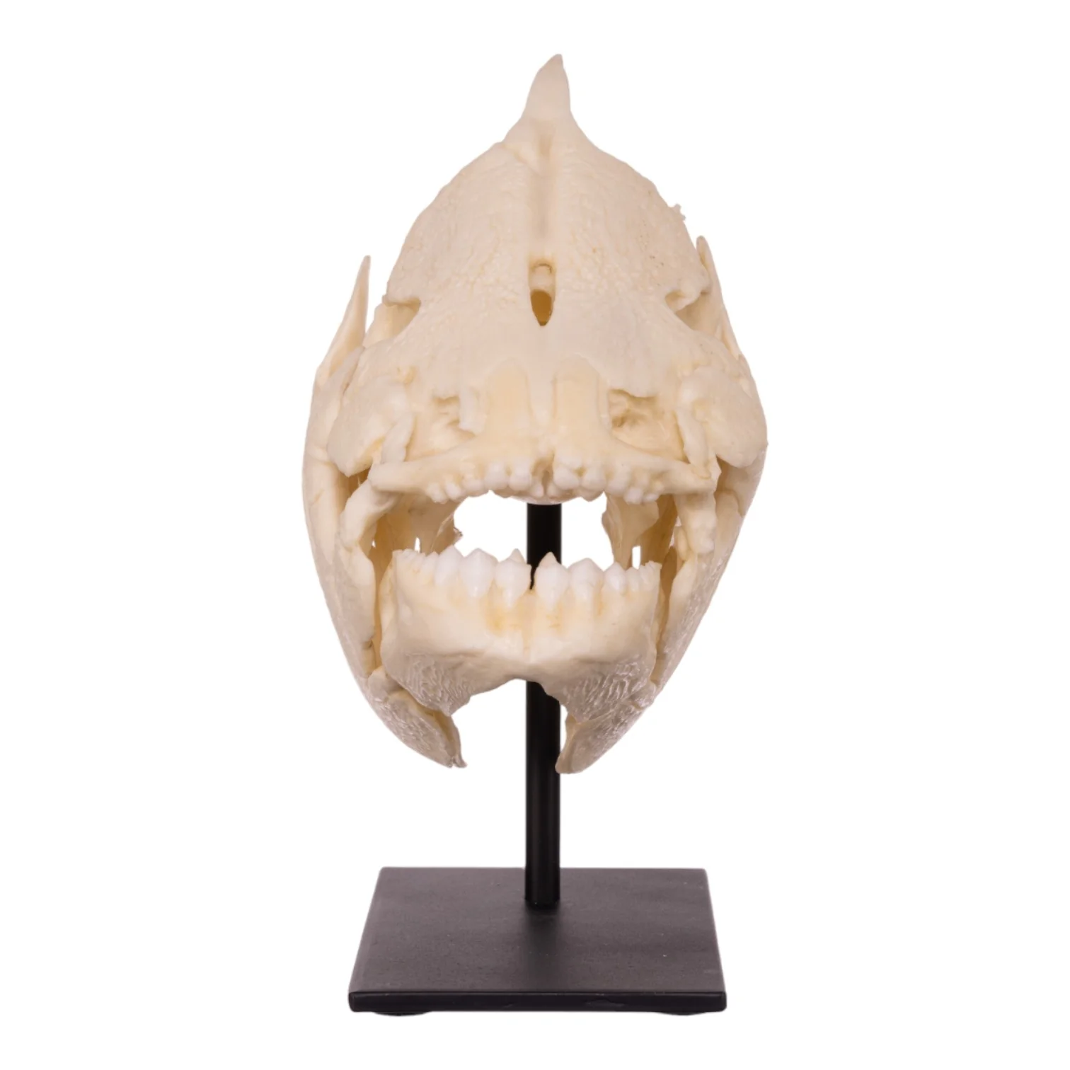 Replica Pacu Skull on Stand - Image 3