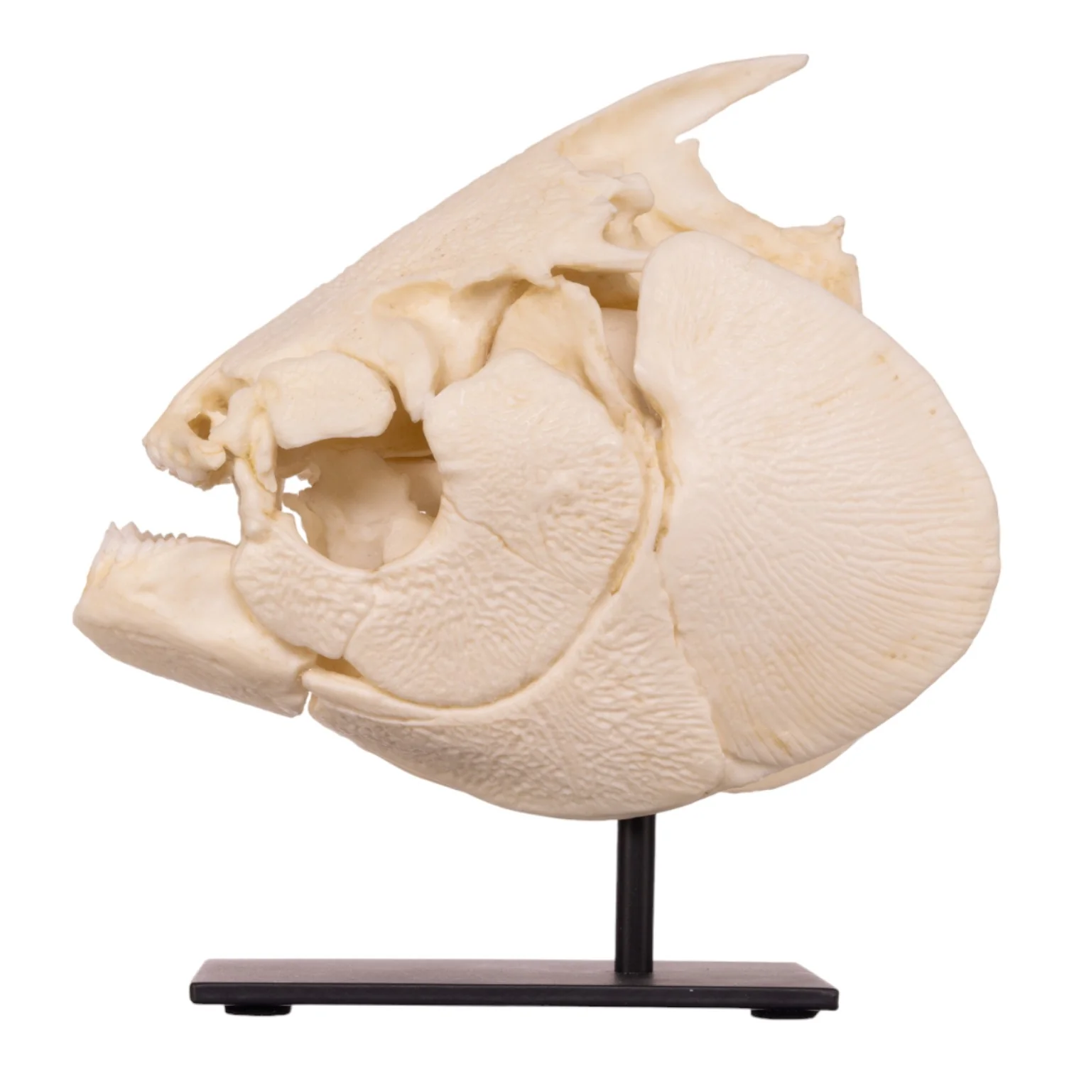 Replica Pacu Skull on Stand - Image 4