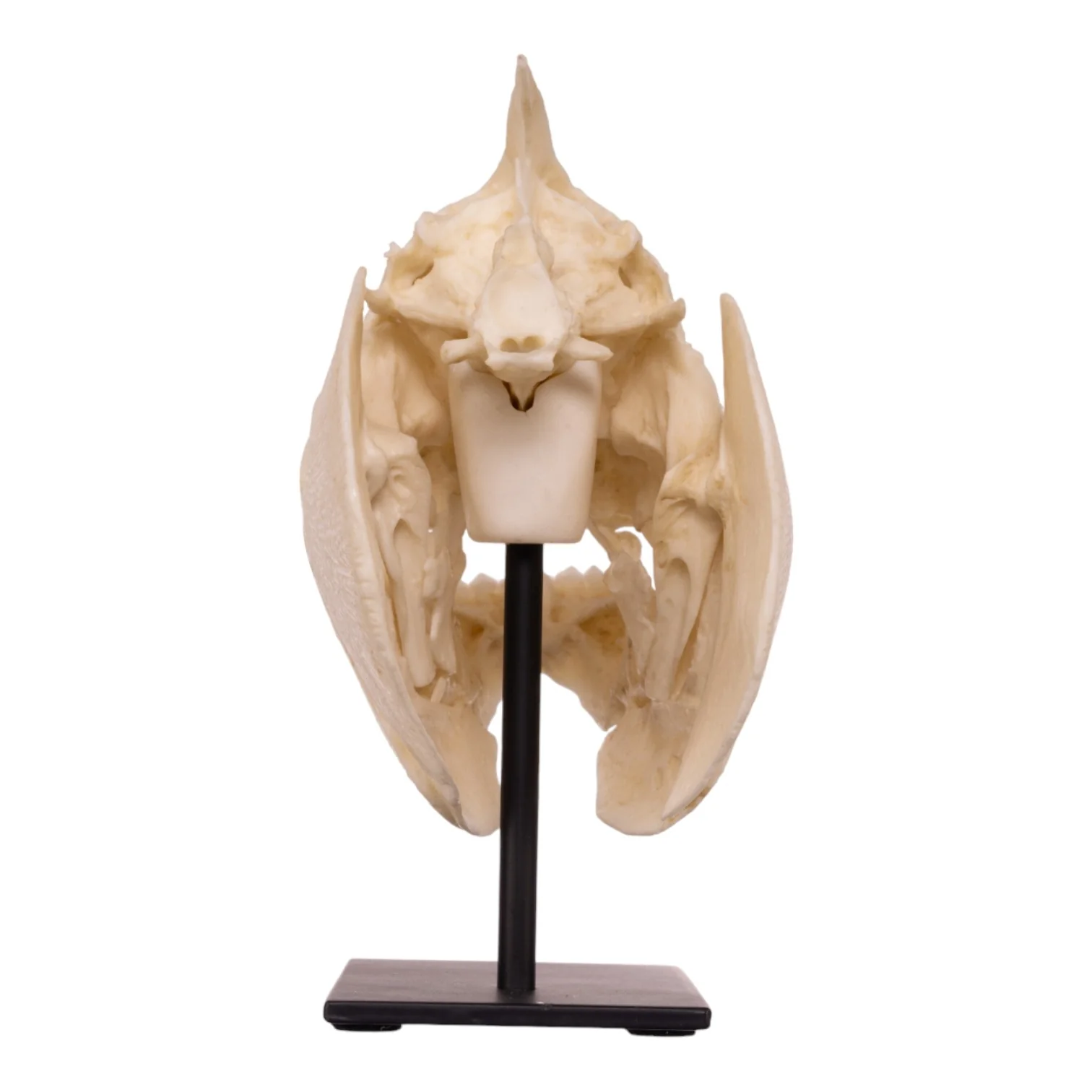 Replica Pacu Skull on Stand - Image 5