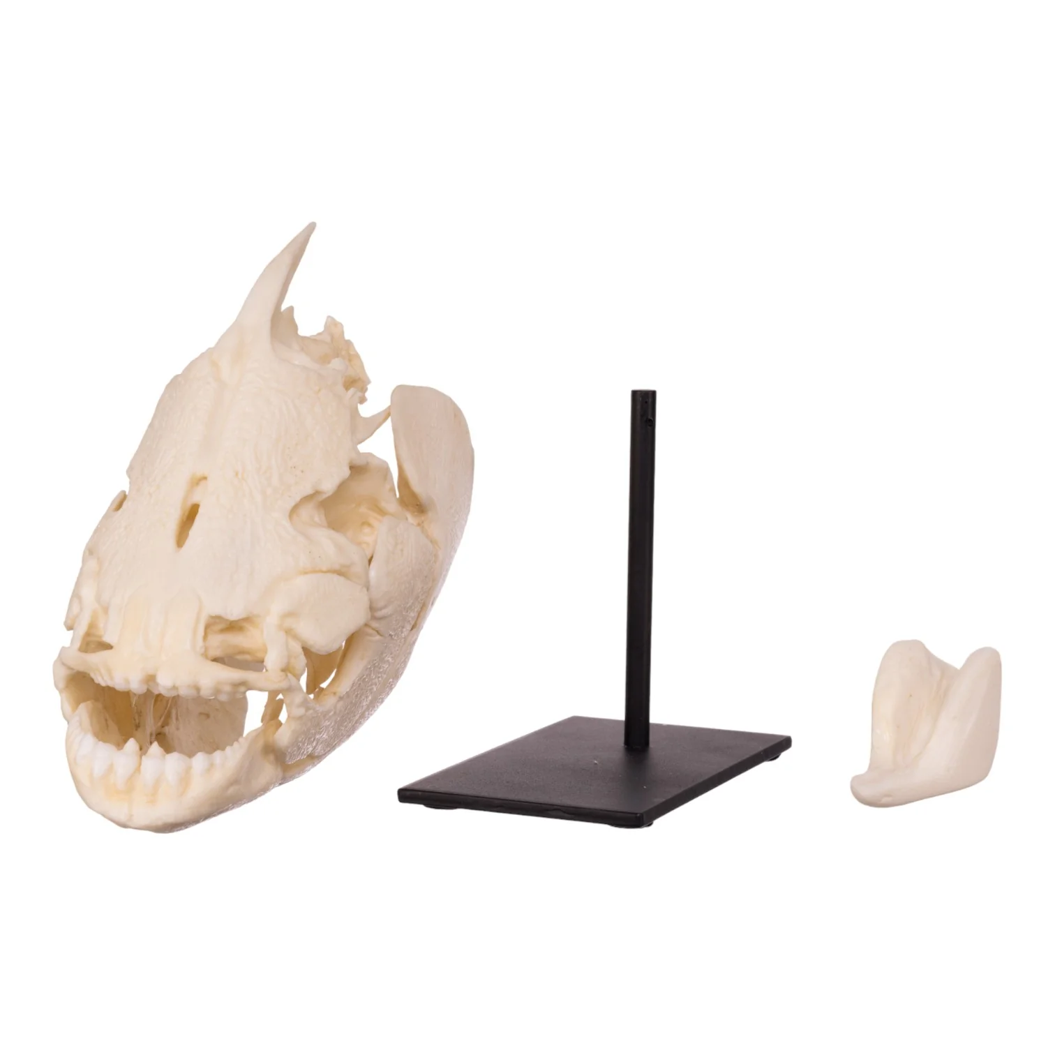Replica Pacu Skull on Stand - Image 6