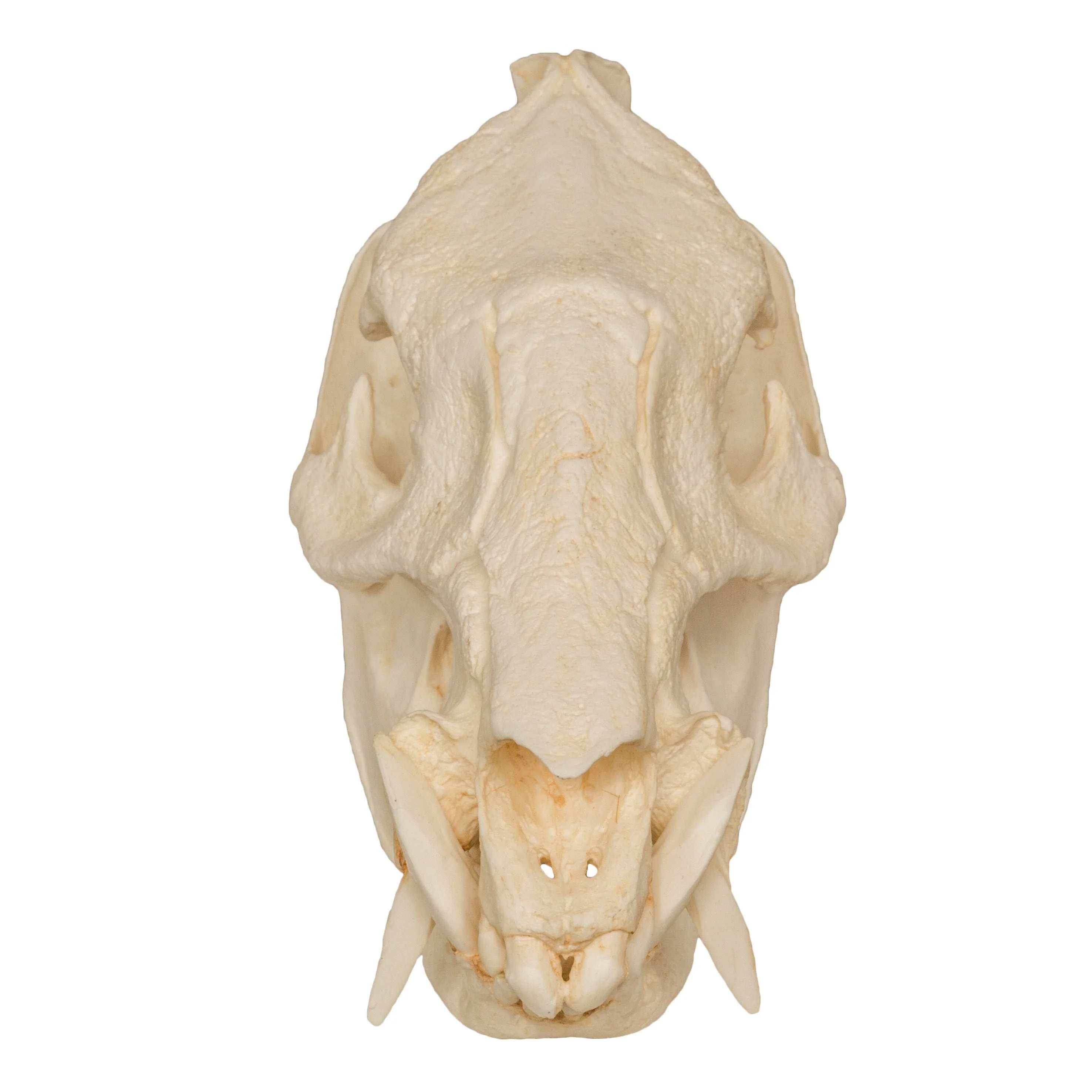 Replica Peccary Skull - Image 3