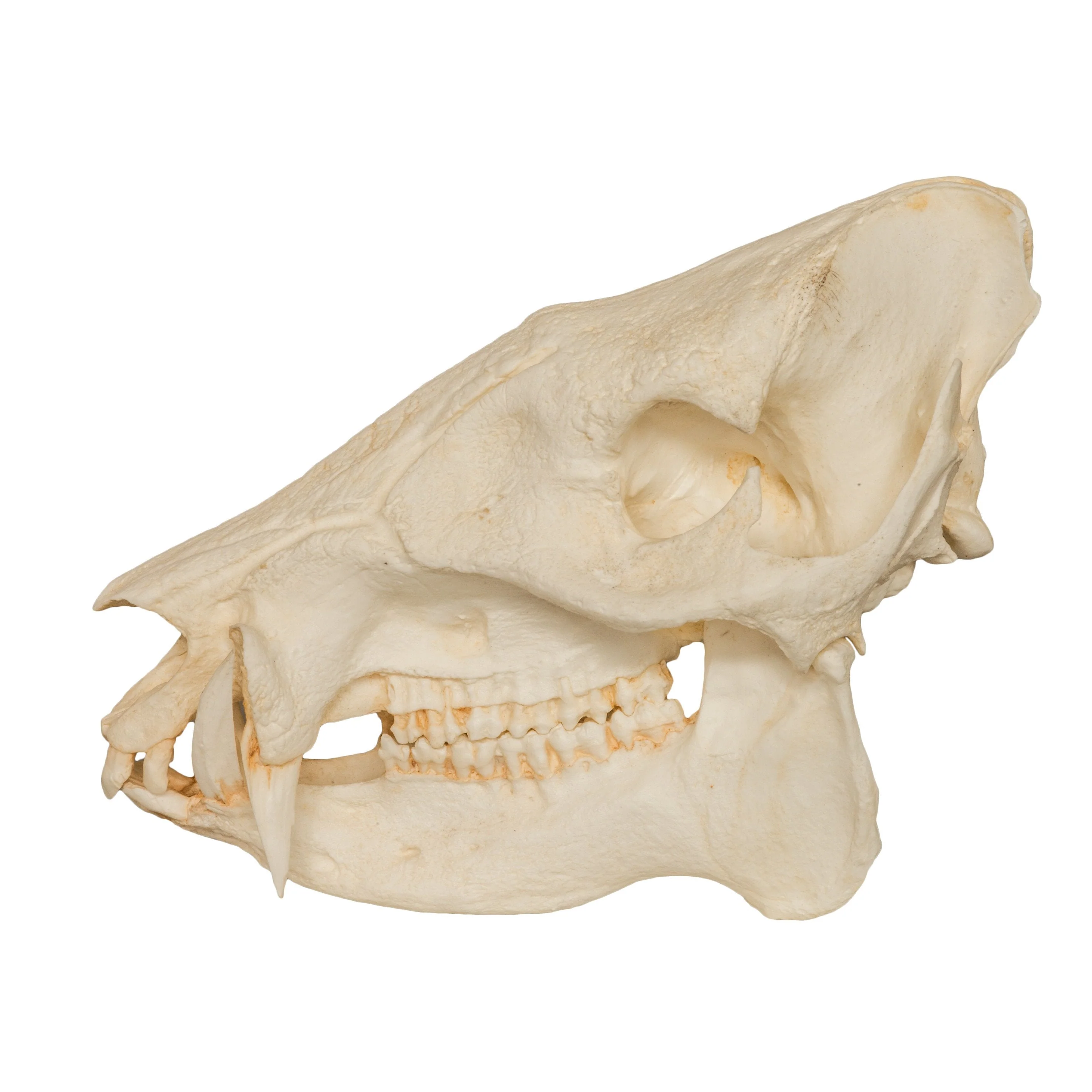 Replica Peccary Skull - Image 4