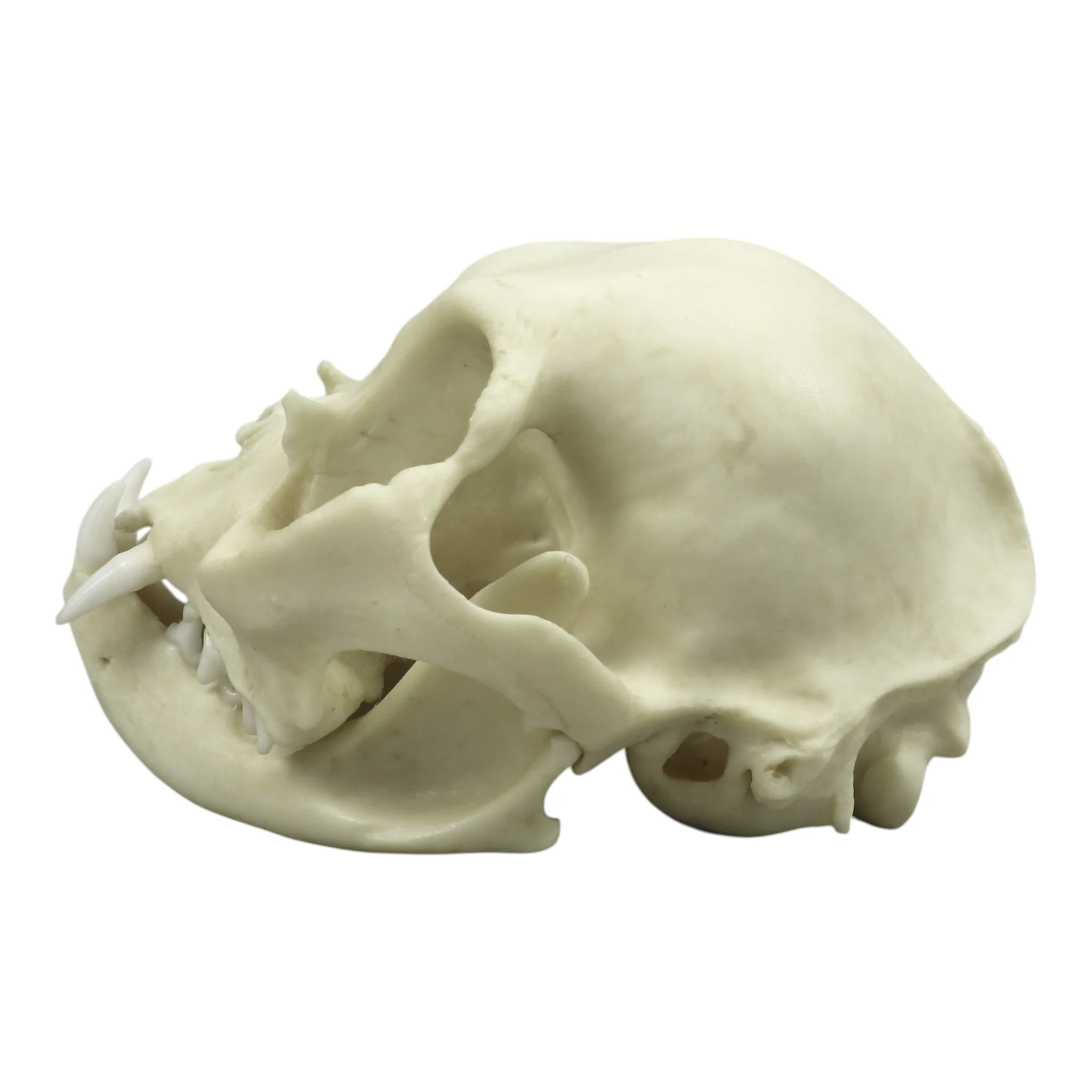 Replica Persian Cat Skull - Image 4