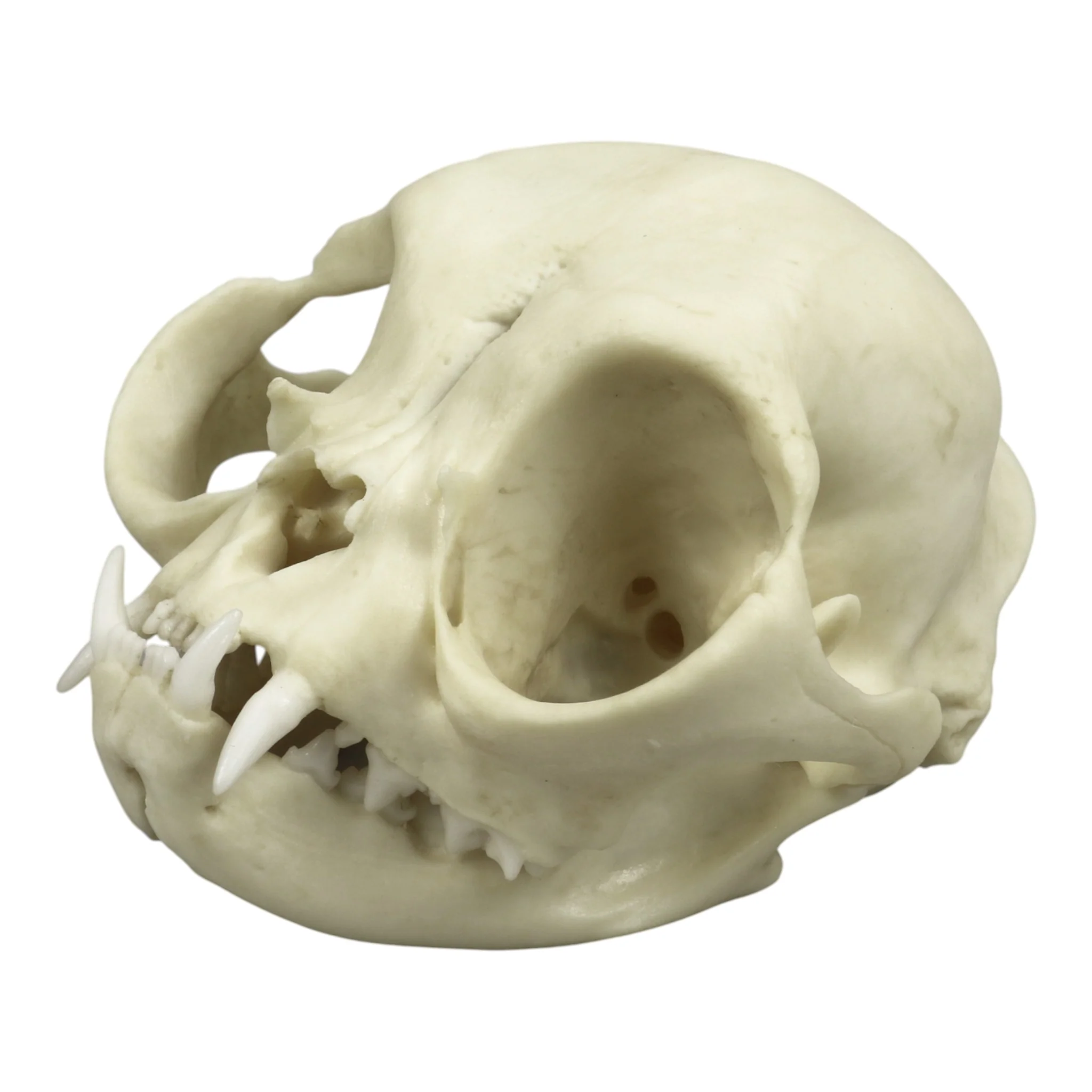 Replica Persian Cat Skull - Image 6