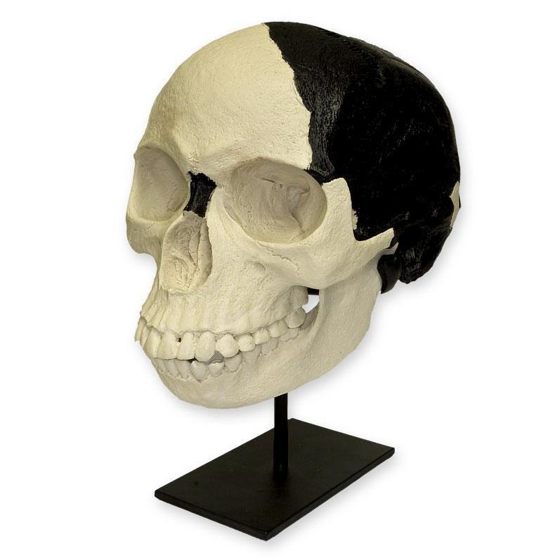 Replica Piltdown Man Skull - Image 2