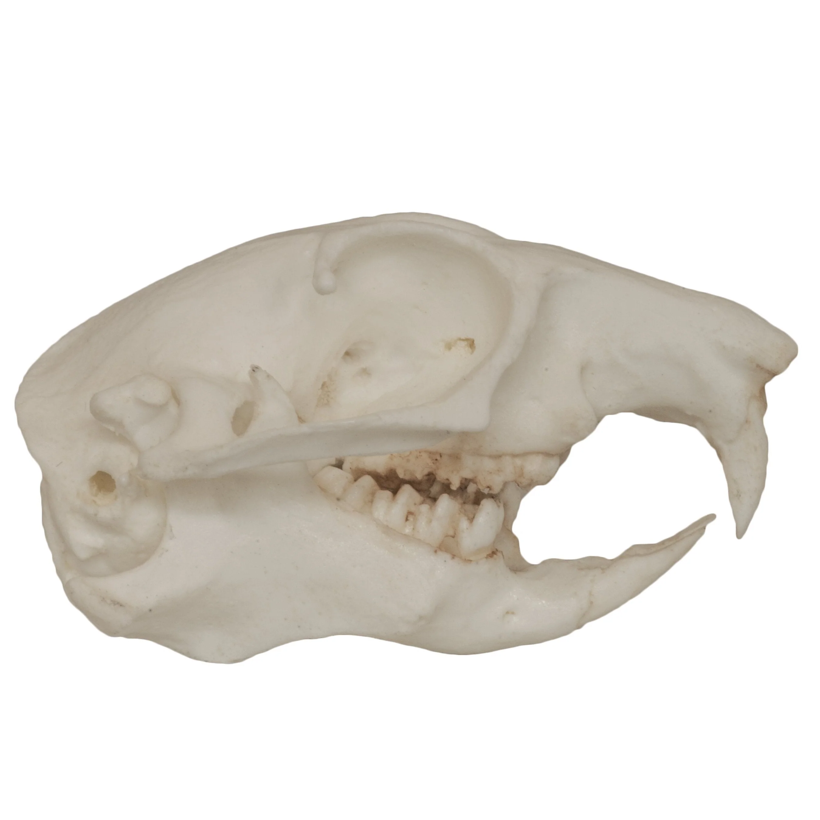 Replica Prairie Dog Skull - Image 2