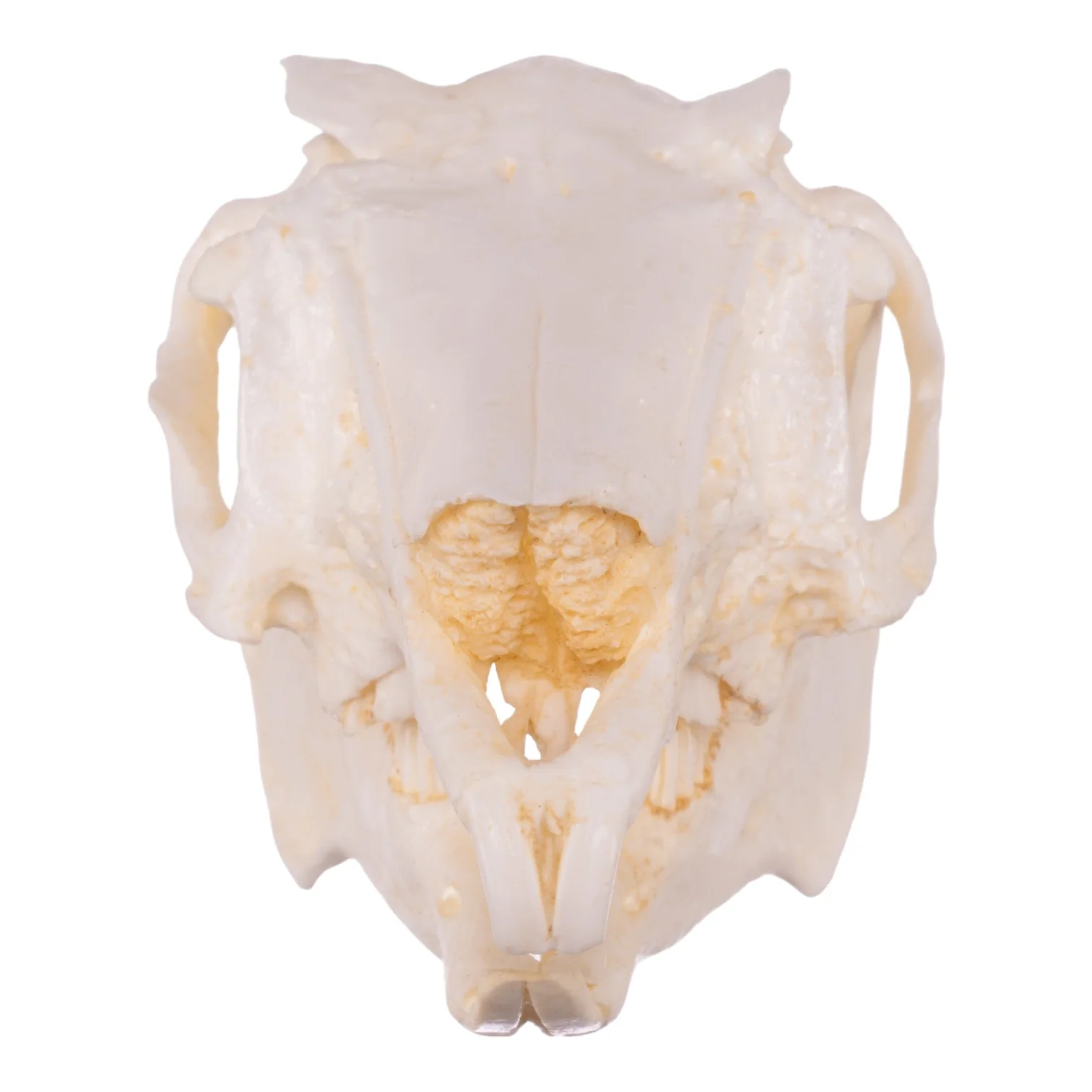 Replica Jackrabbit Skull - Image 3