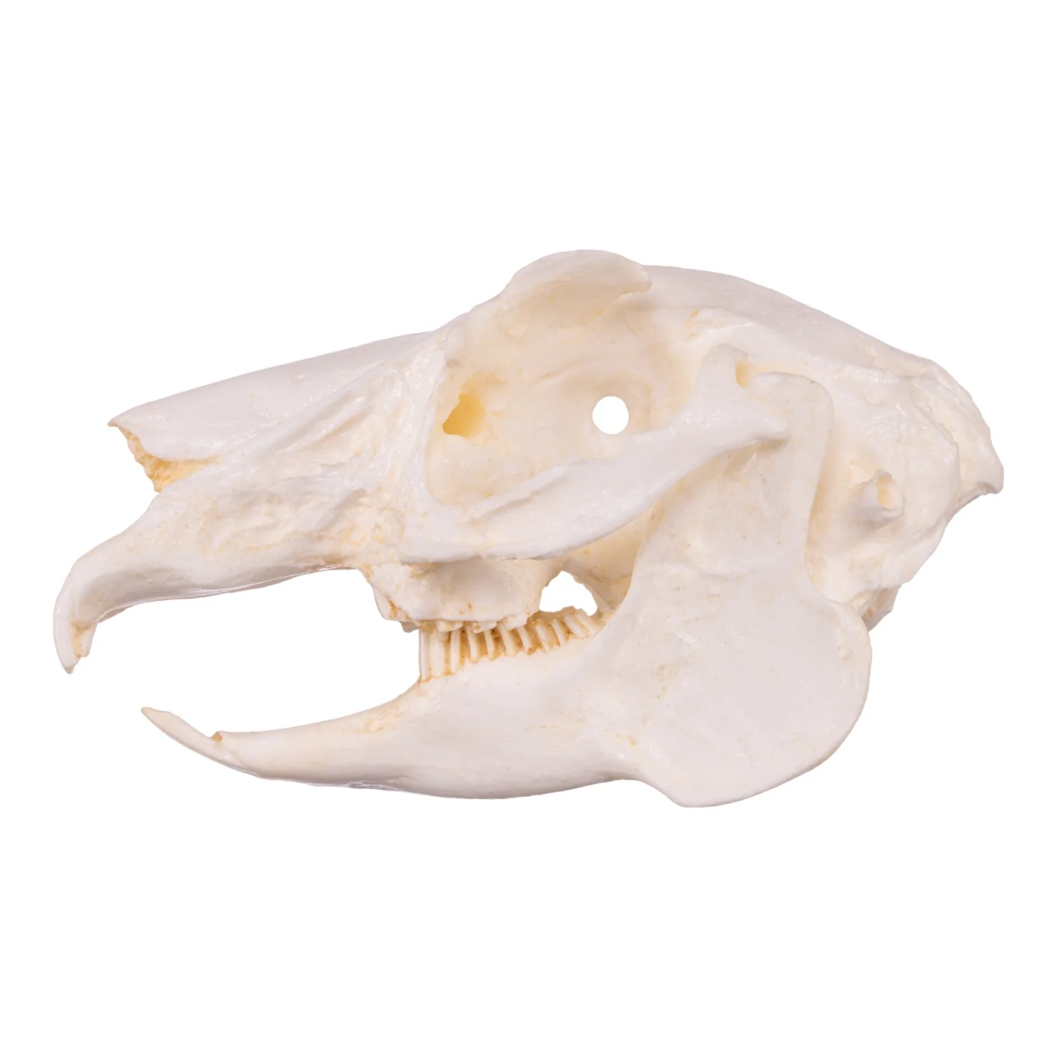 Replica Jackrabbit Skull - Image 4