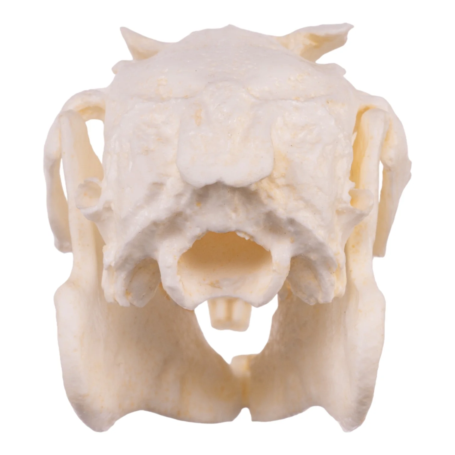 Replica Jackrabbit Skull - Image 5