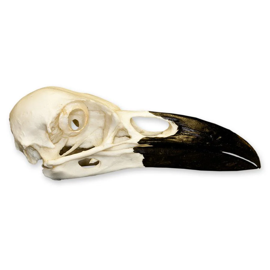 Replica Common Raven Skull - Image 2