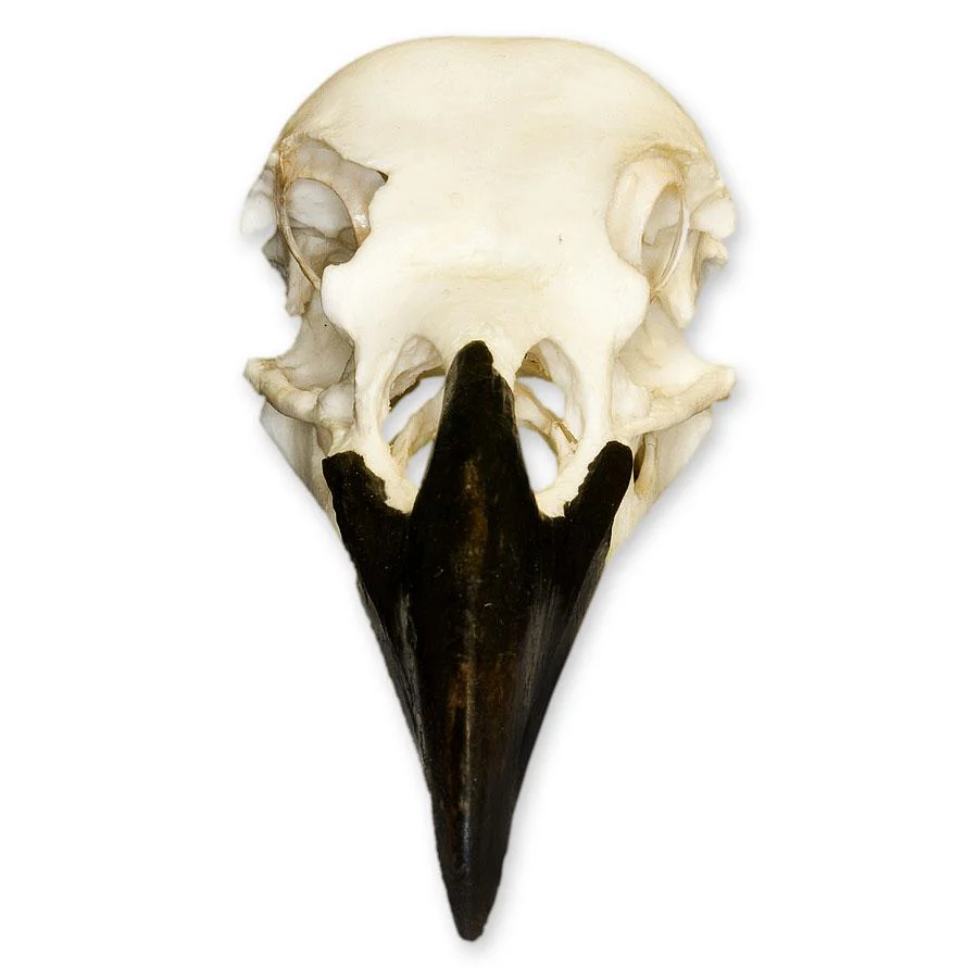 Replica Common Raven Skull - Image 3