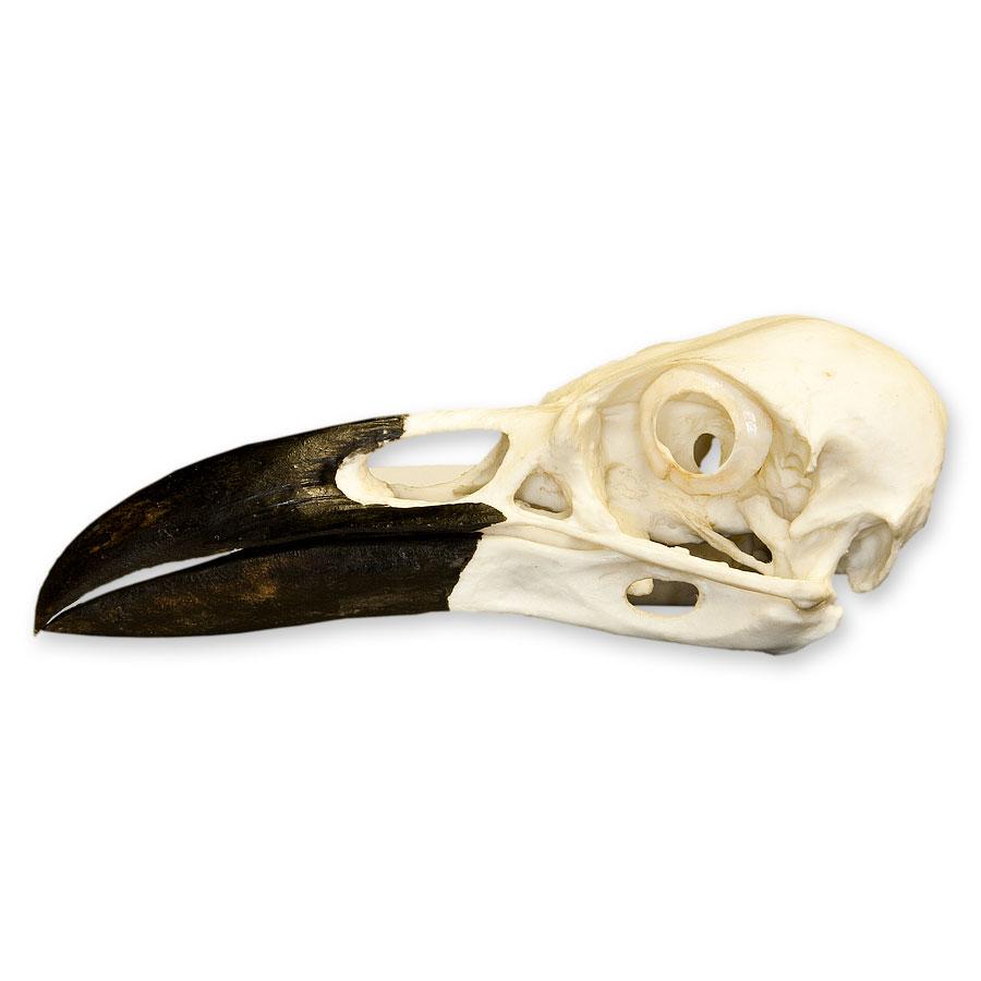 Replica Common Raven Skull - Image 4