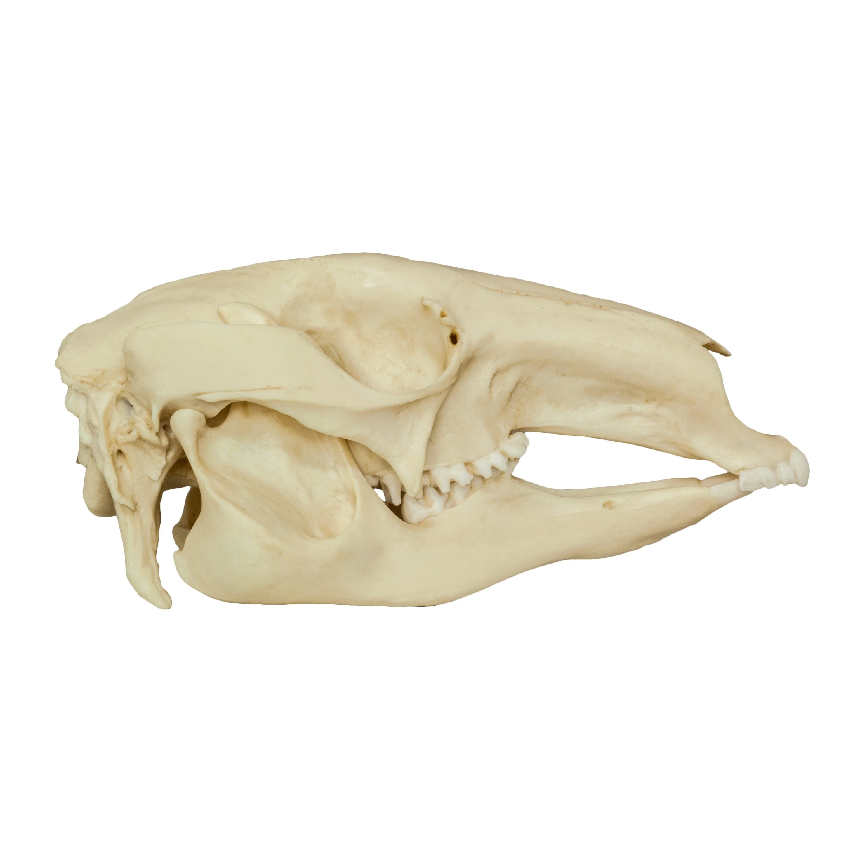 Replica Red Kangaroo Skull - Image 2