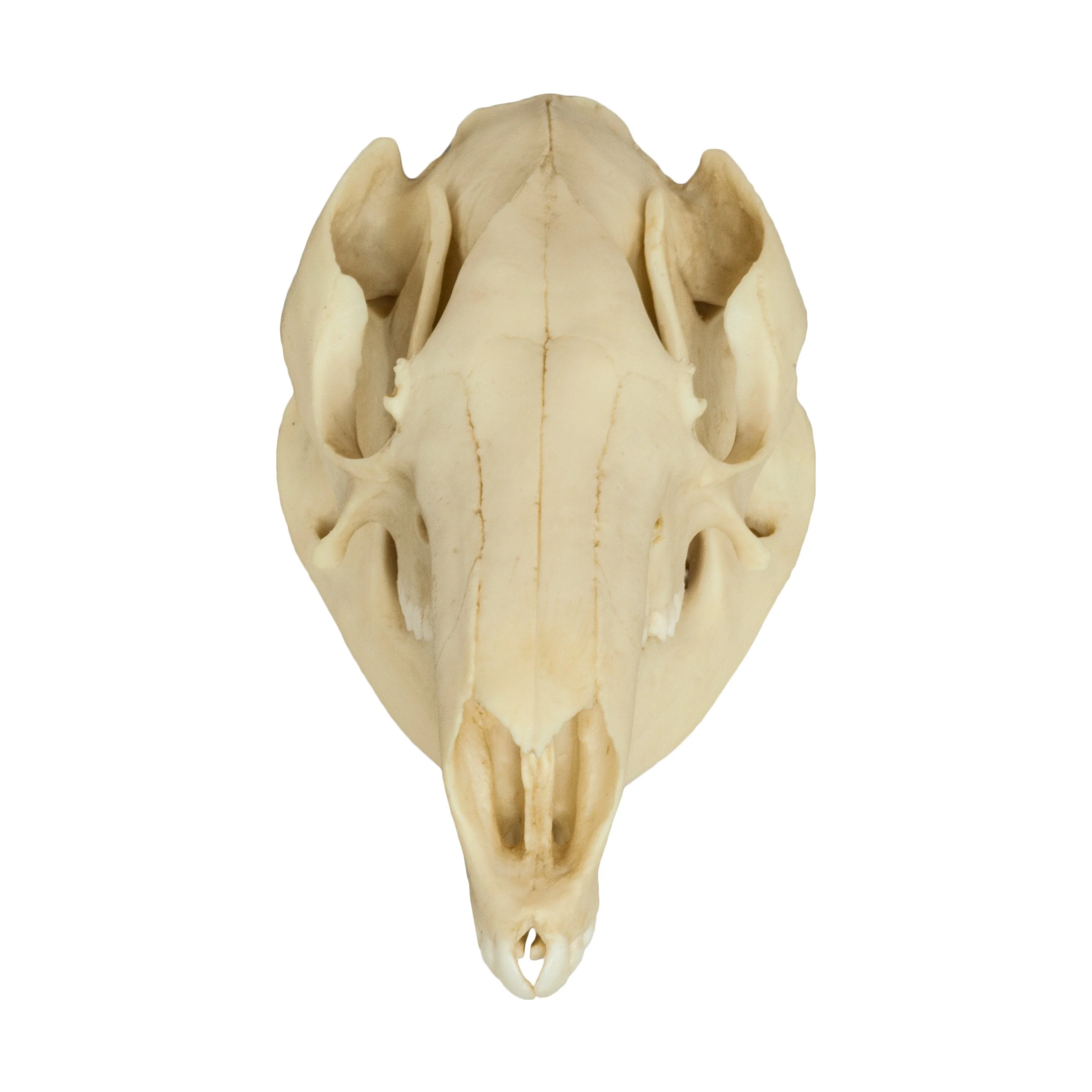 Replica Red Kangaroo Skull - Image 3