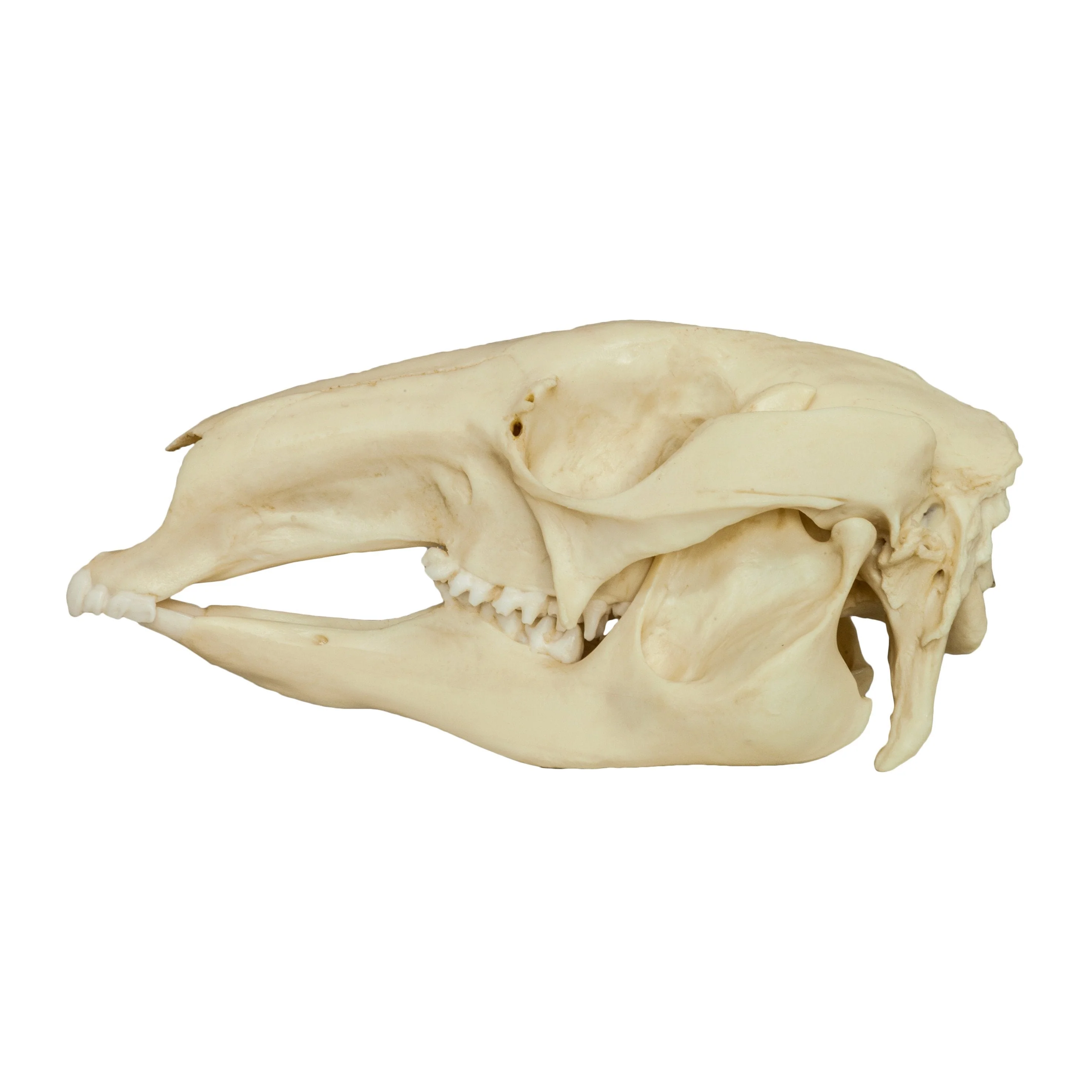Replica Red Kangaroo Skull - Image 4