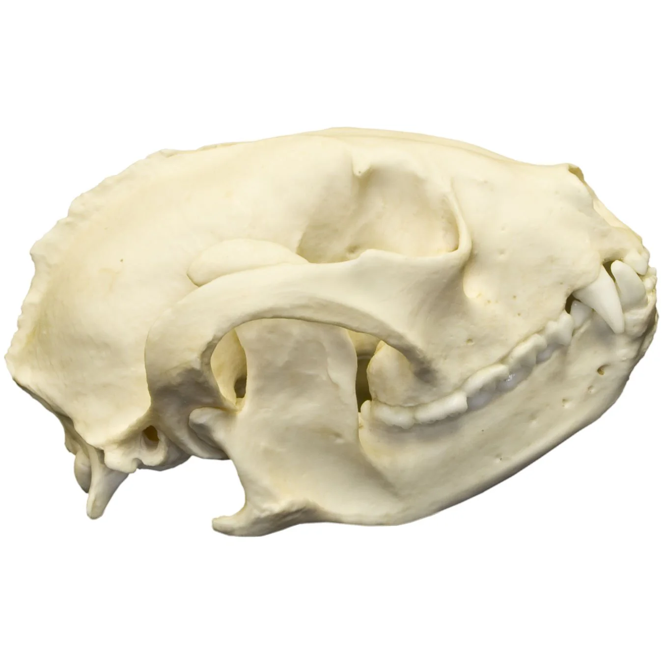 Replica Red Panda Skull - Image 2