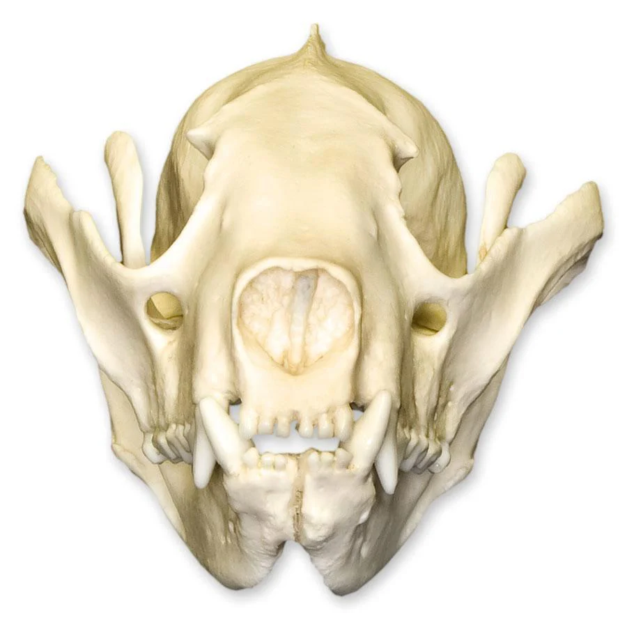 Replica Red Panda Skull - Image 3