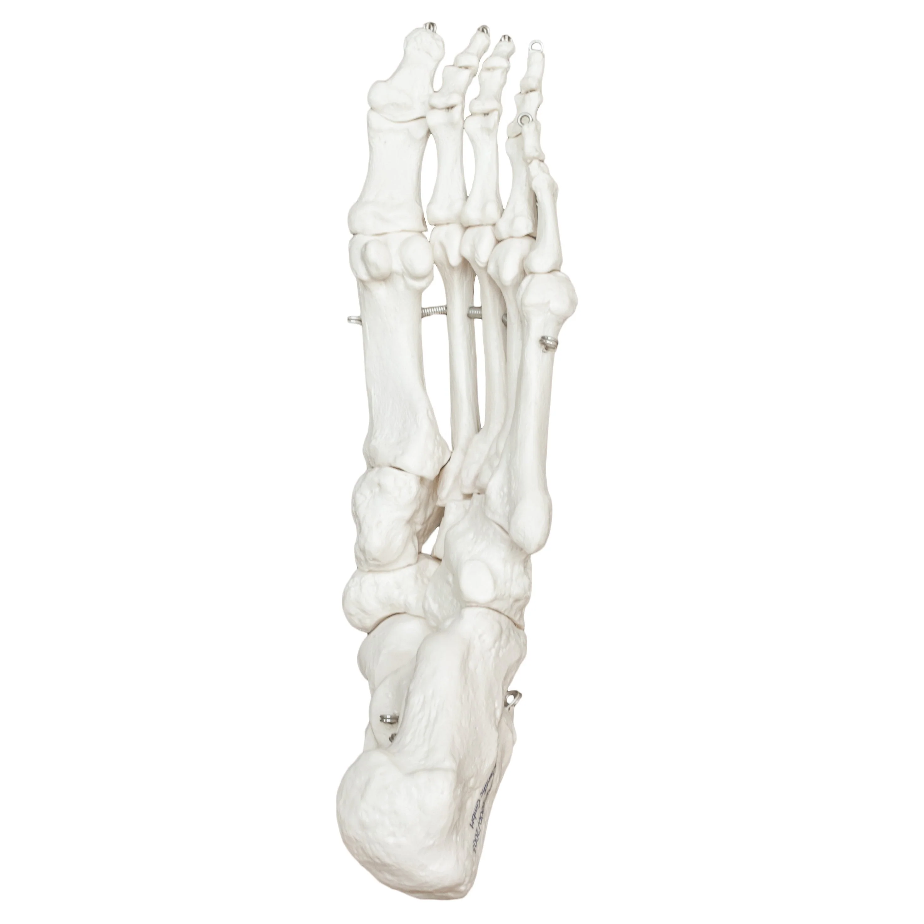 Replica Human Articulated Foot - Image 2
