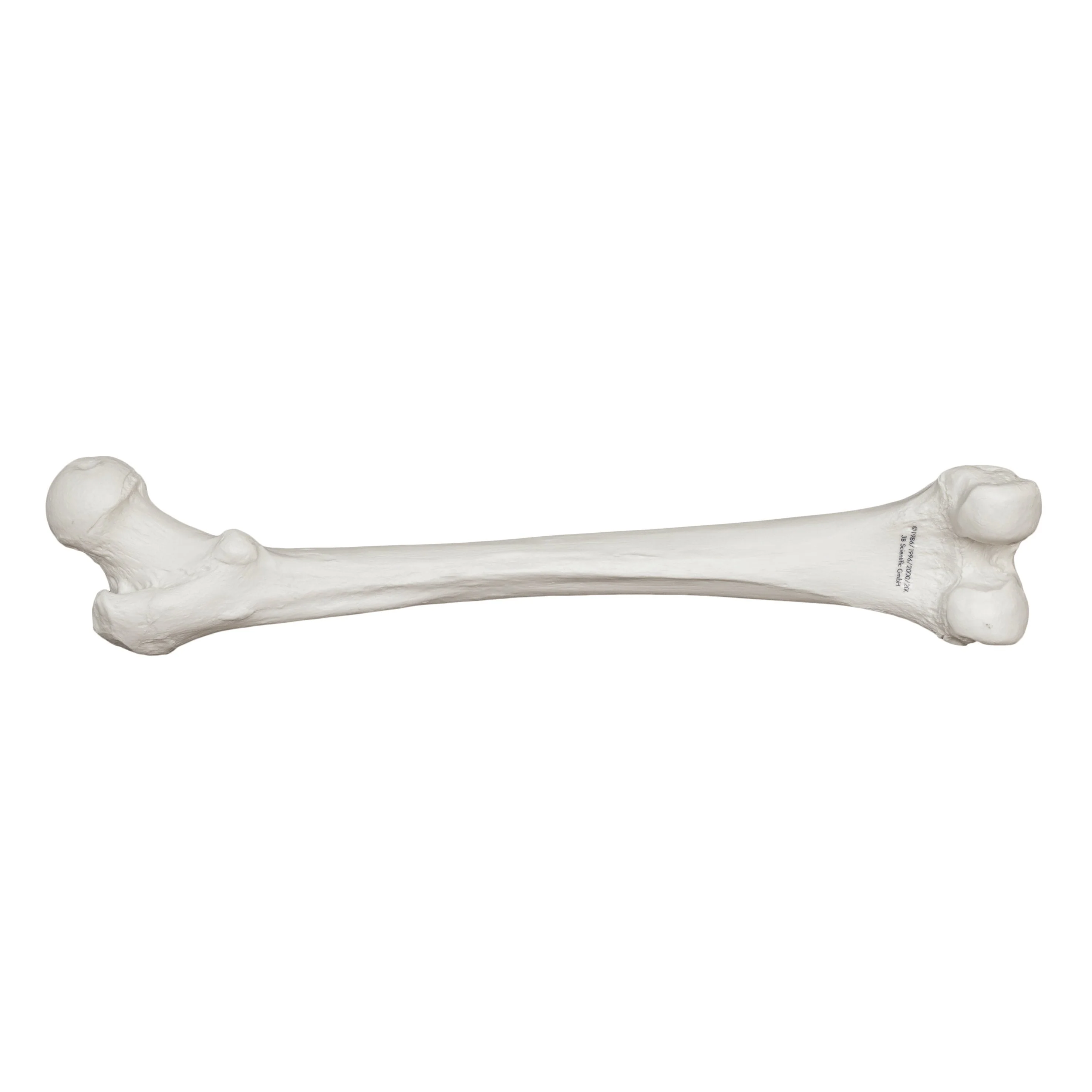 Replica Human Femur - Image 2