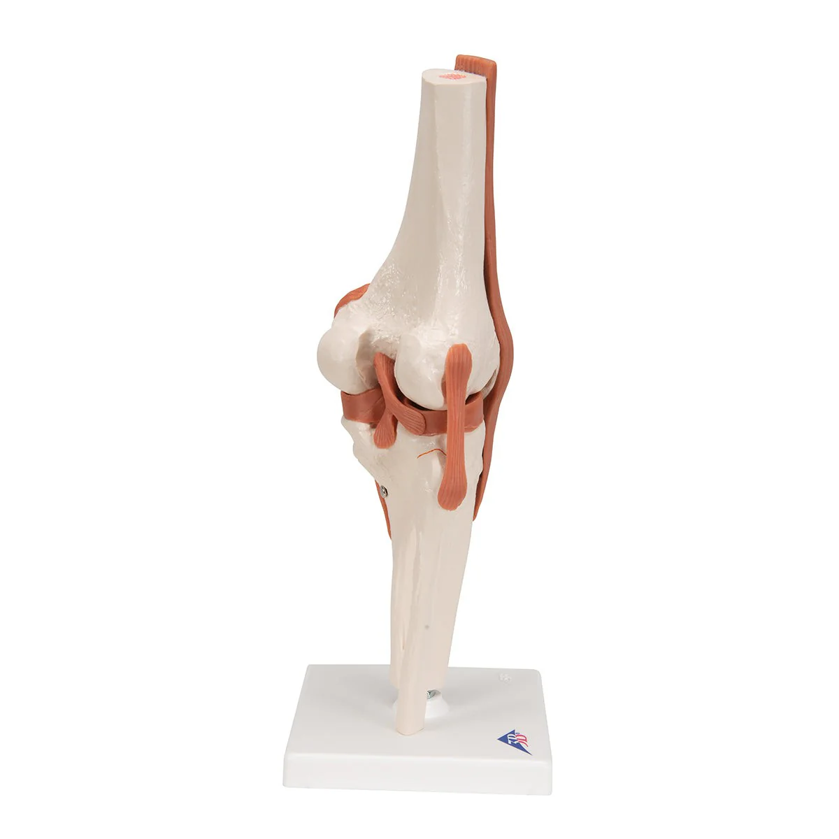 Replica Human Knee Joint - Image 2
