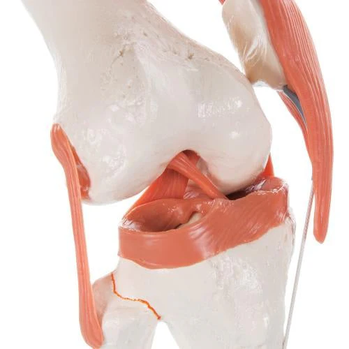 Replica Human Knee Joint - Image 3