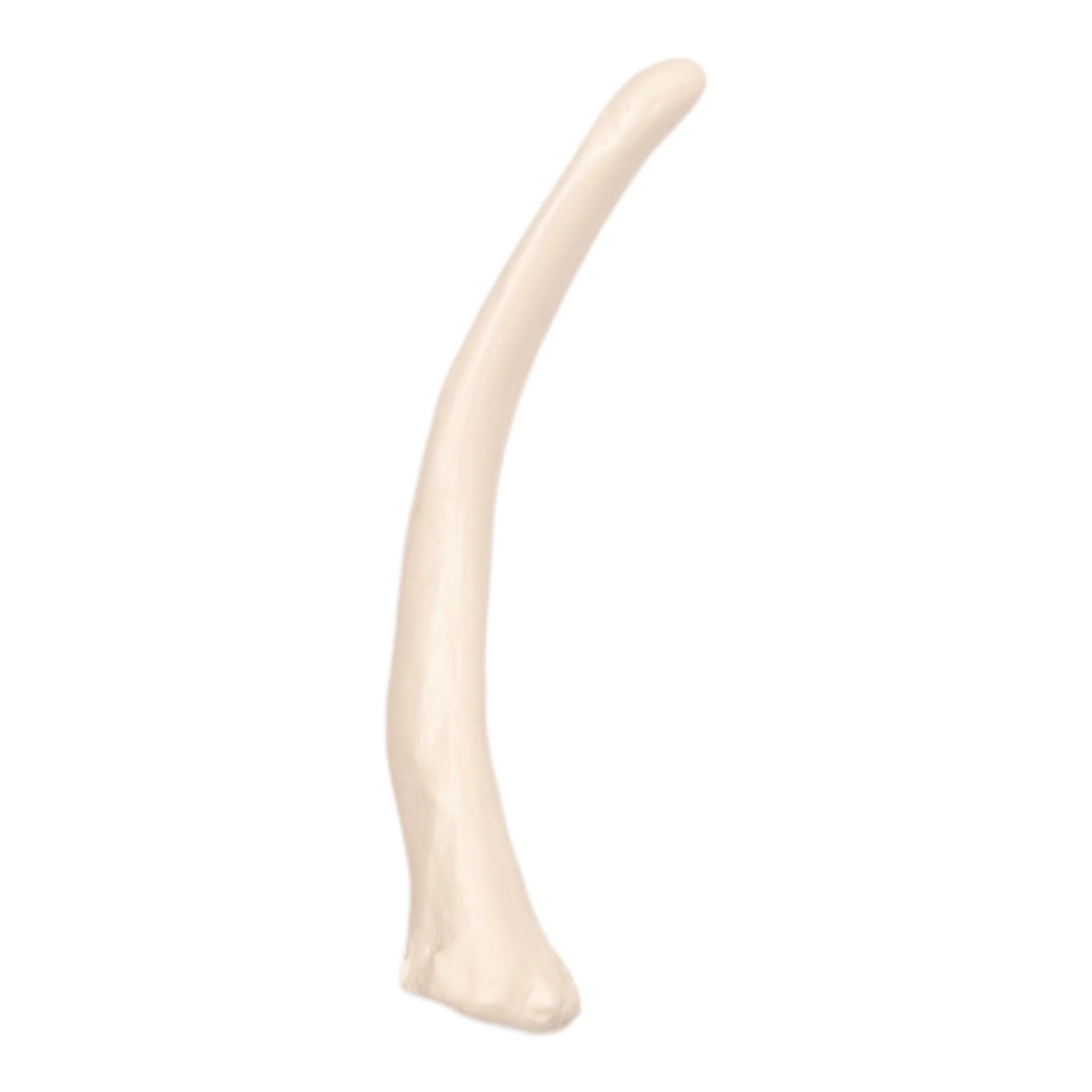 Replica Human Rib - Single - Image 2